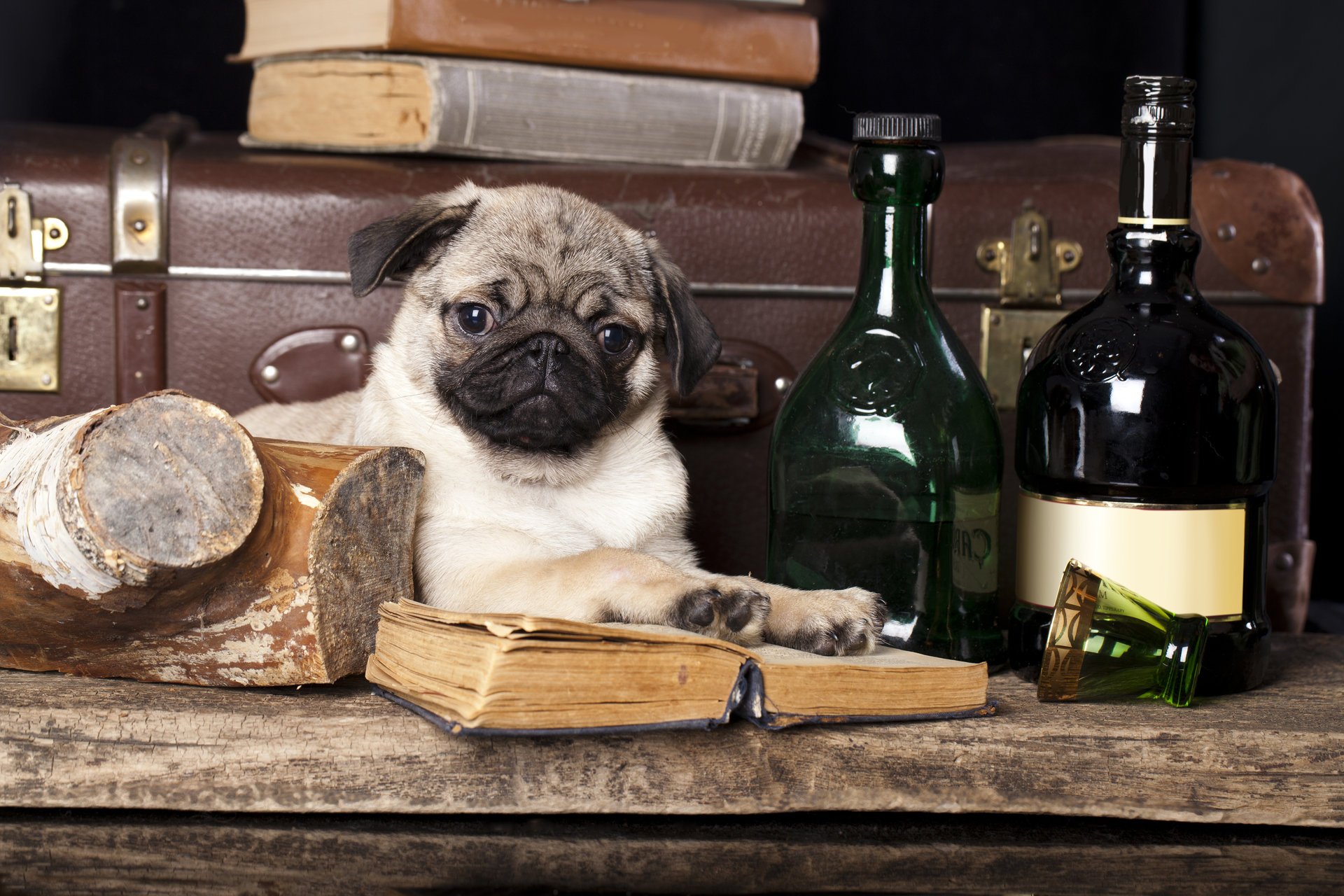 perro pug botellas libros maleta