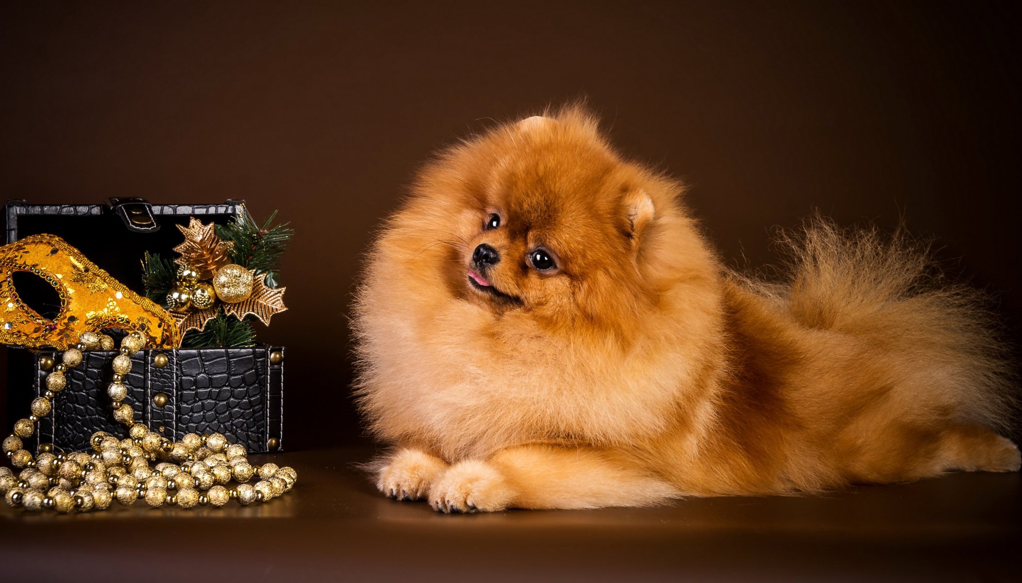 spitz hund schmuckschatulle perlen maske