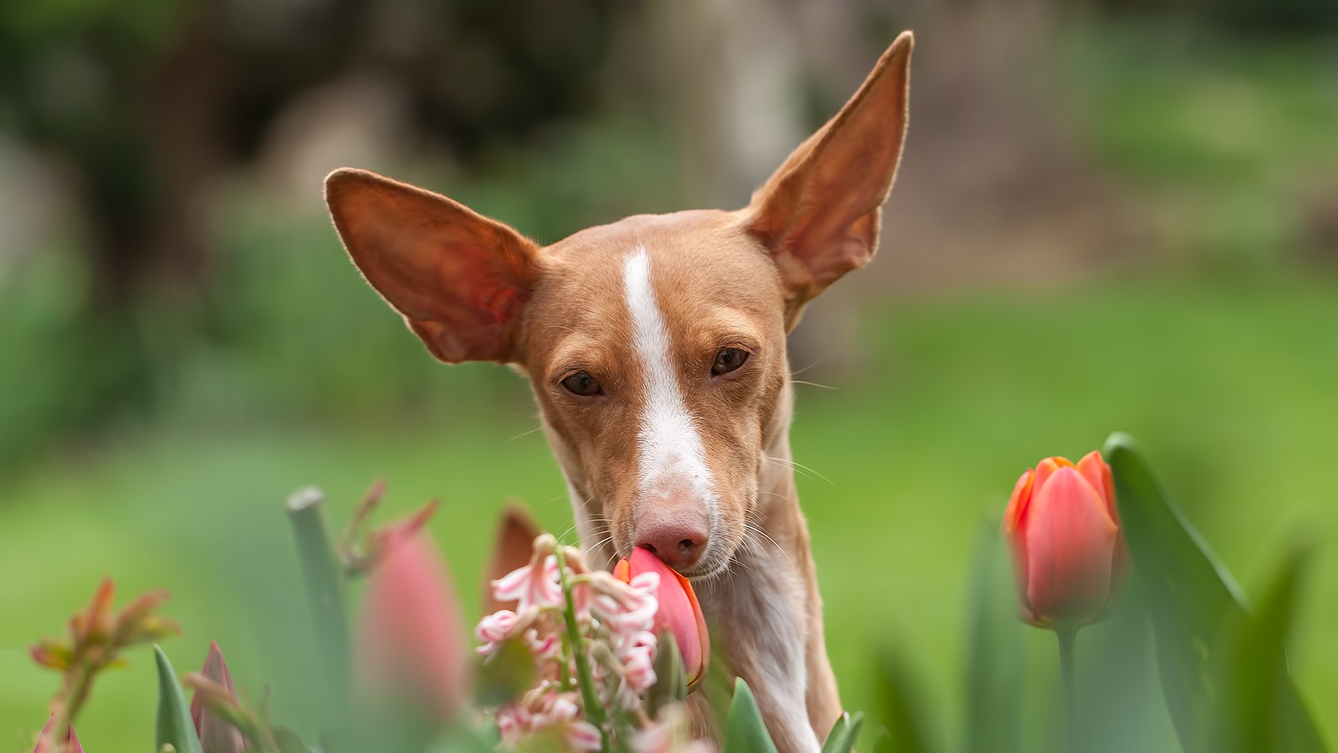 chien vue ami fleurs