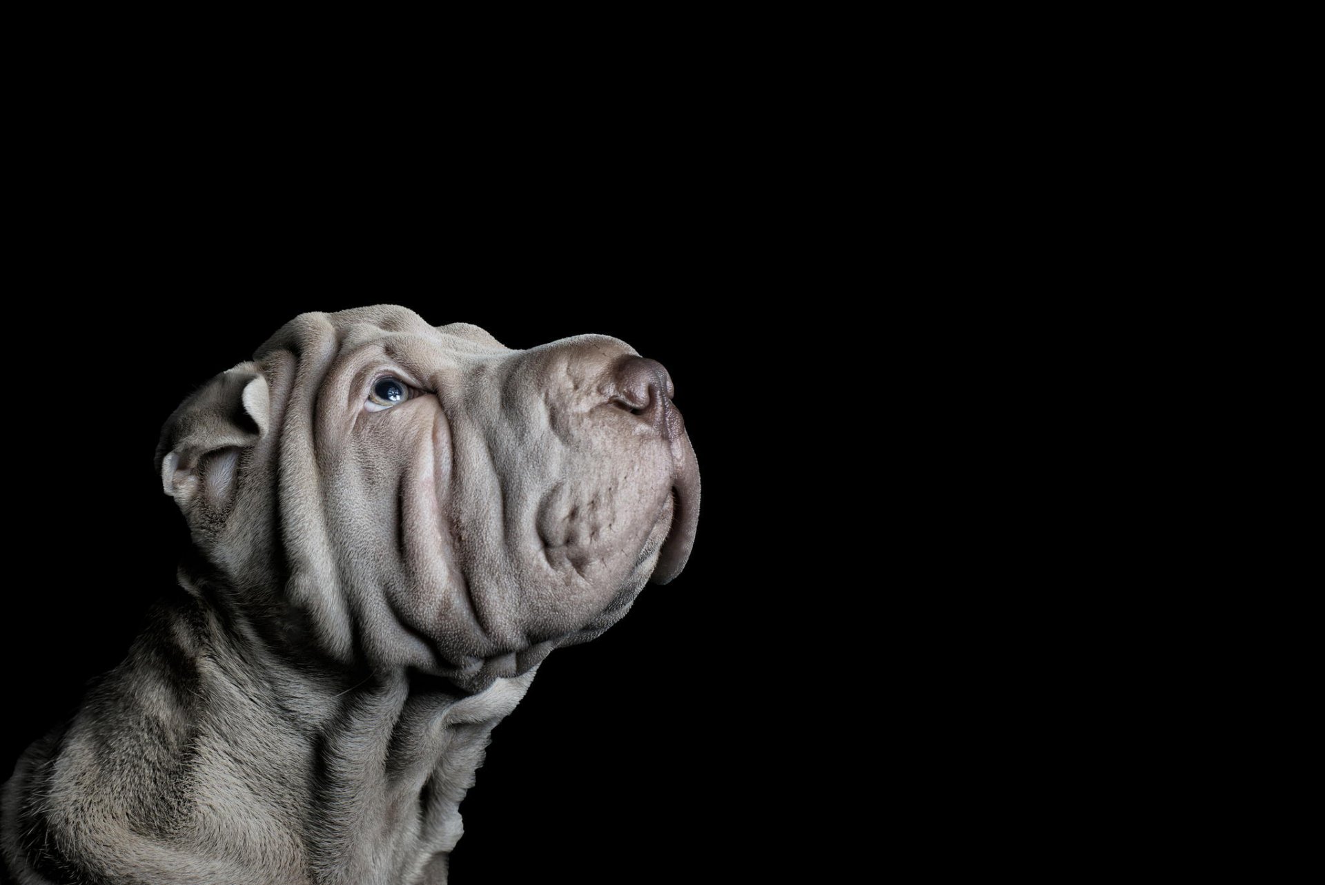 perros en el estudio amigo fondo mirada