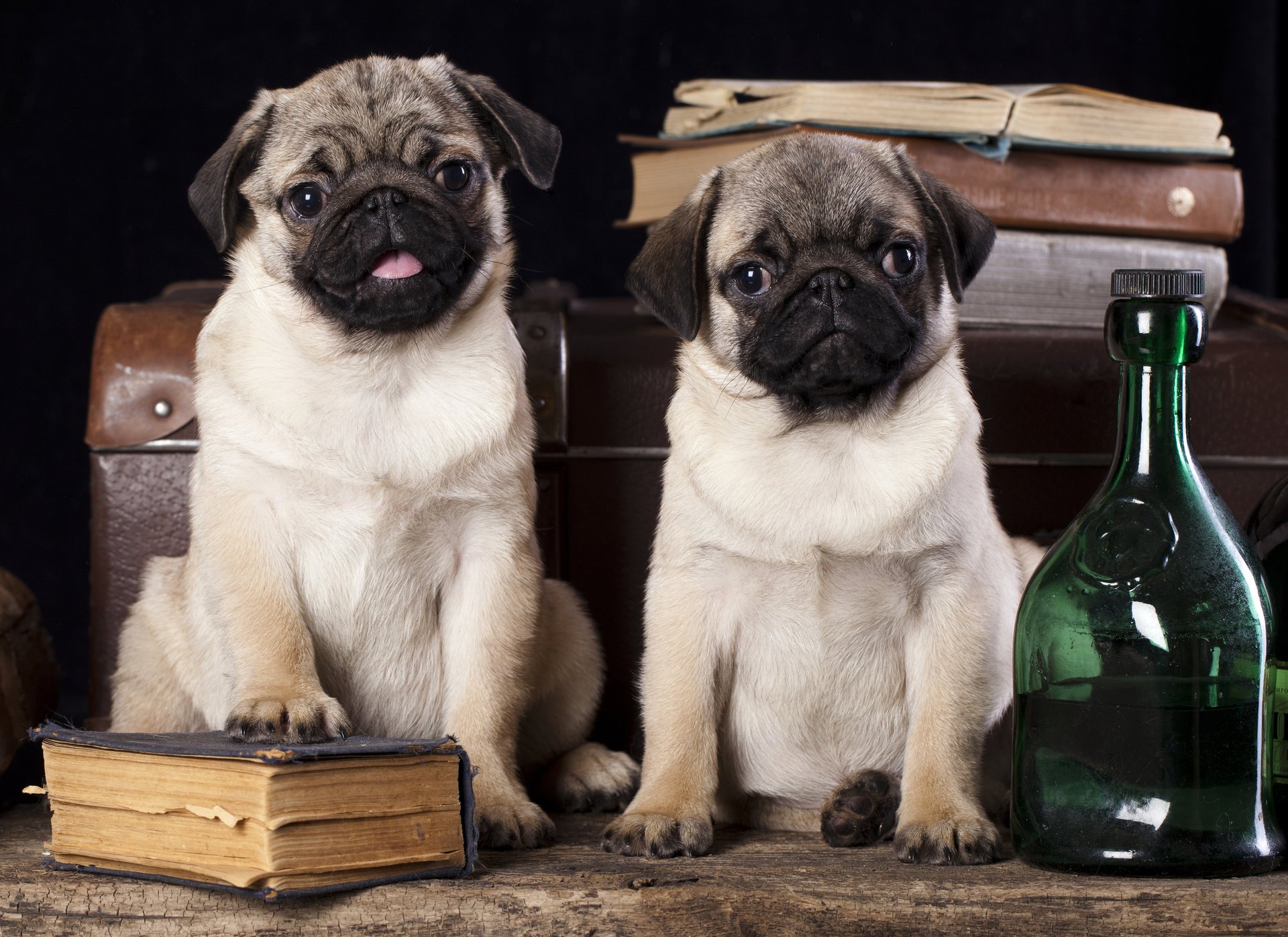 perros pugs botellas libros maleta