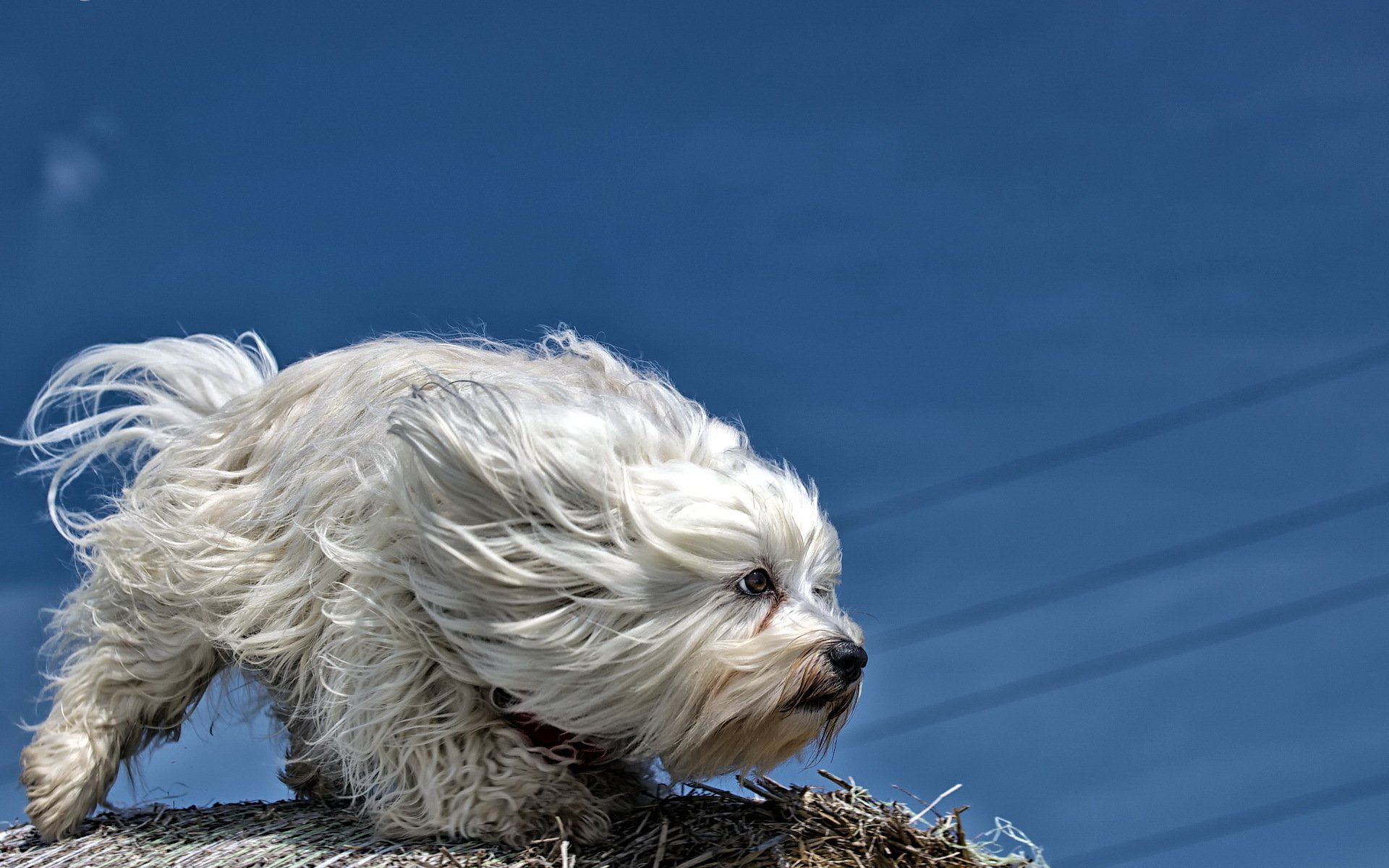 hund blick freund