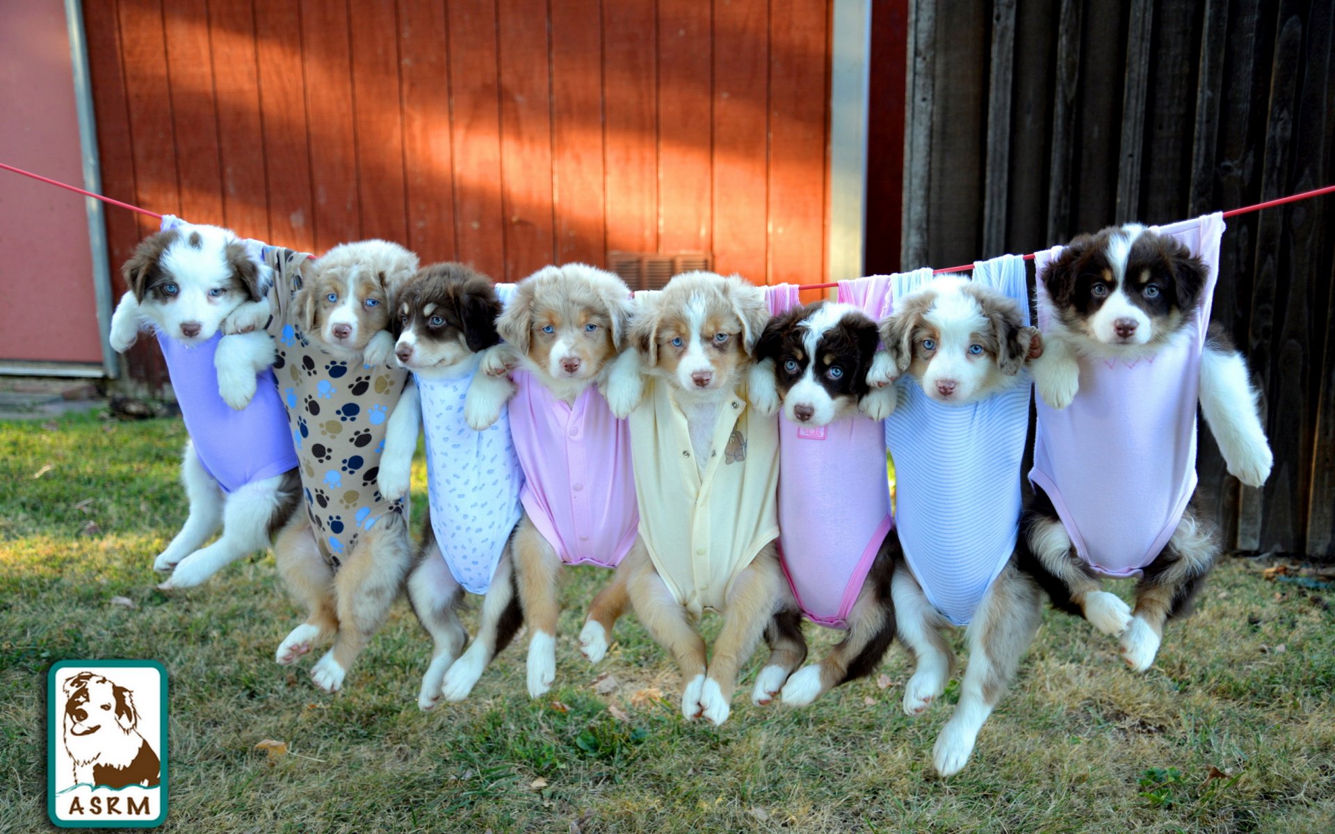 perro pastor australiano cachorros