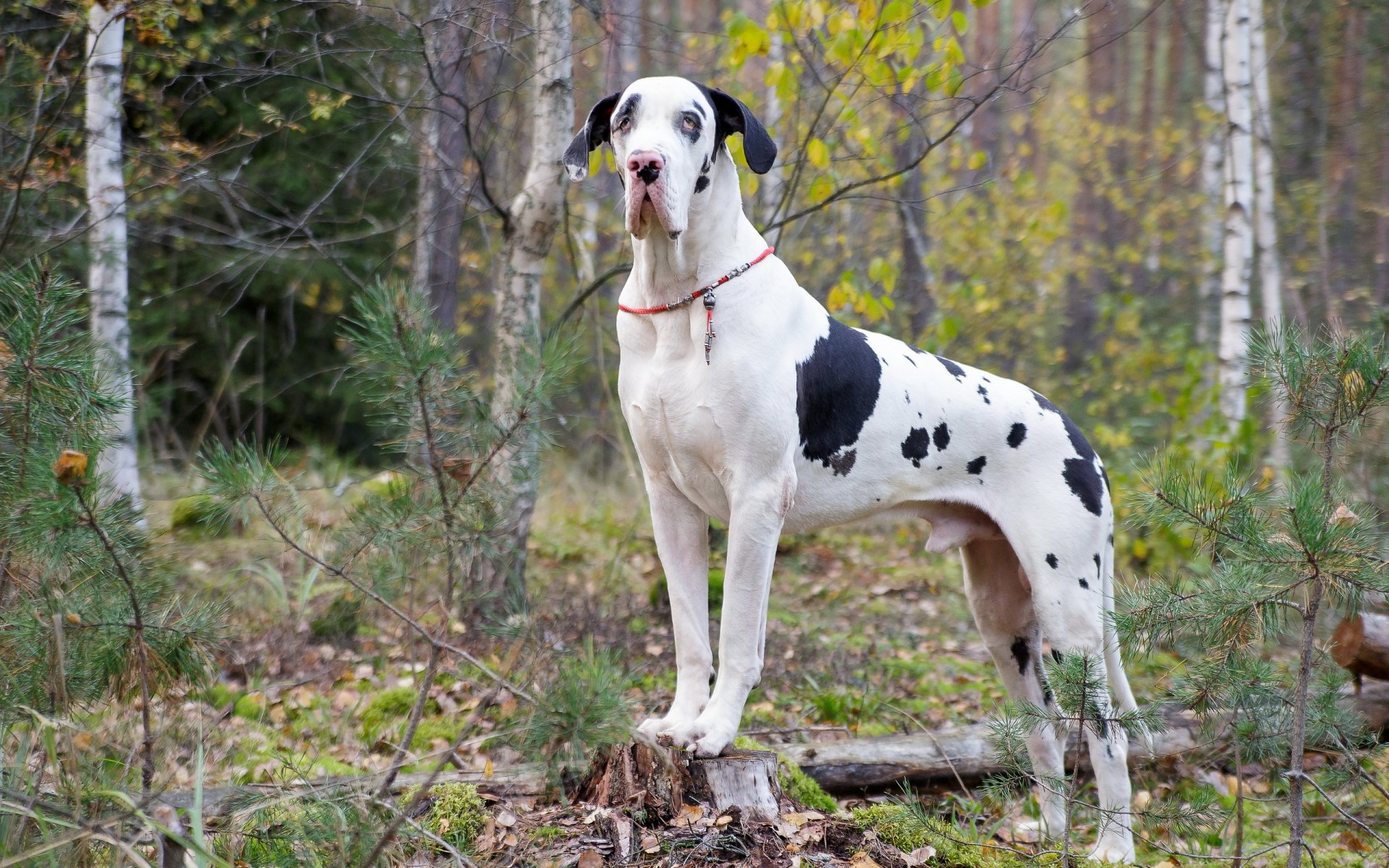 harlequin great dane dog other