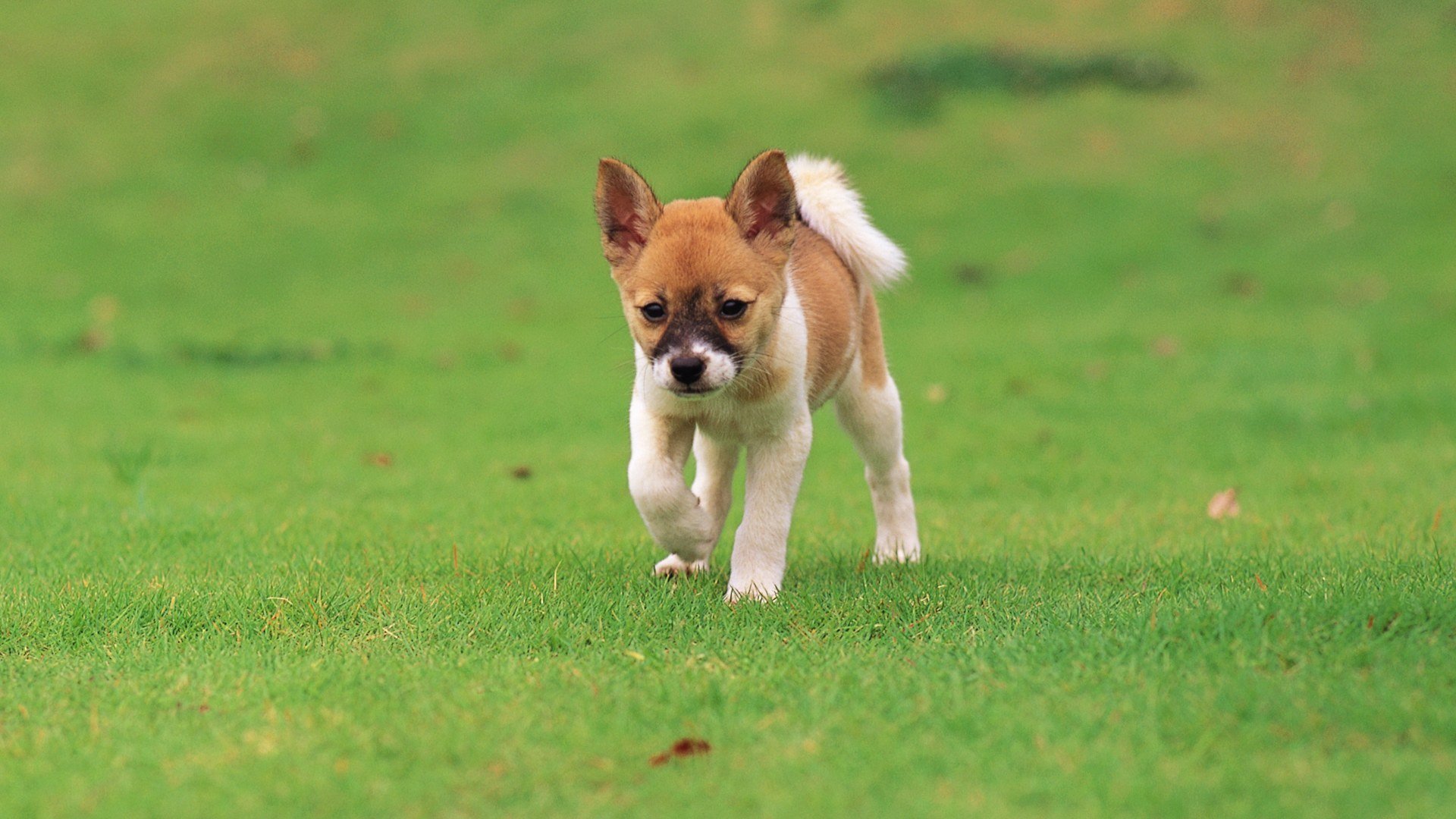 grass close up puppy view colors leave