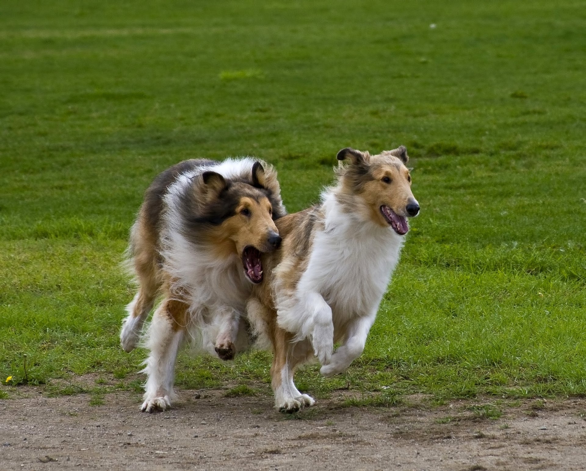 collie owczarki szkockie bieganie zabawa