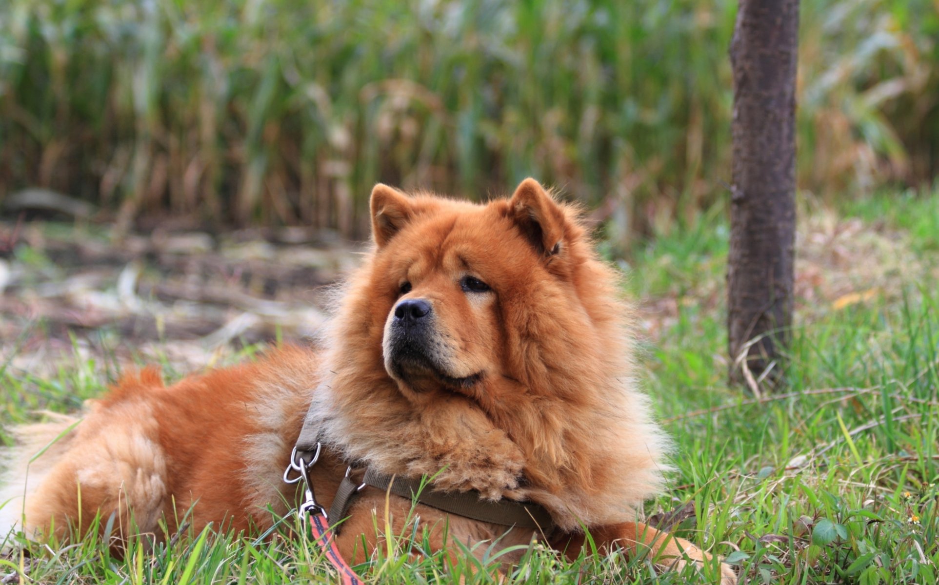 perro chow chow hierba