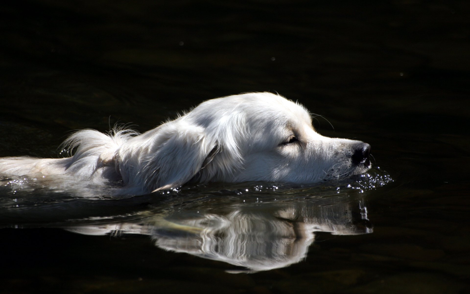 chien ami eau