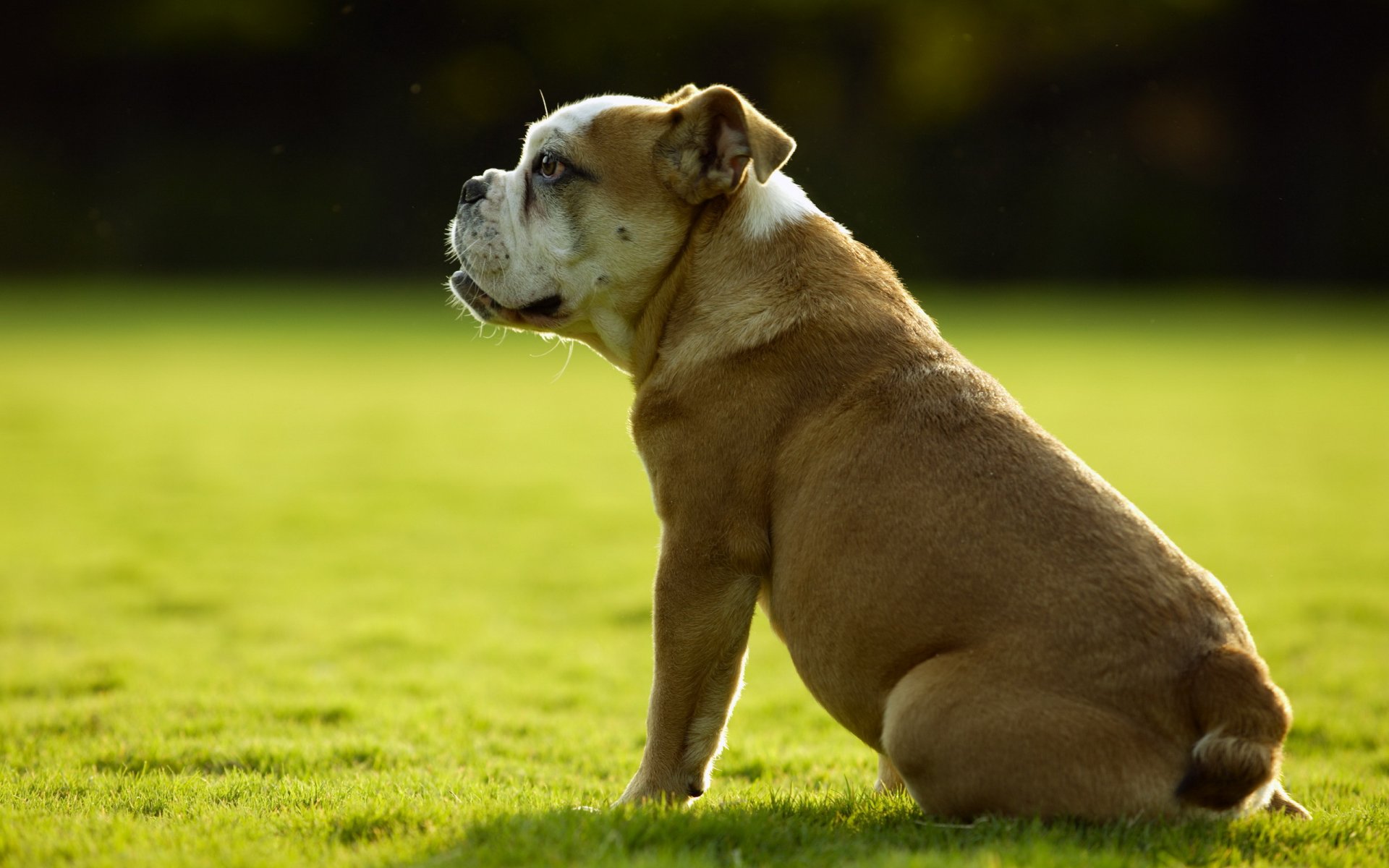 perro amigo verano