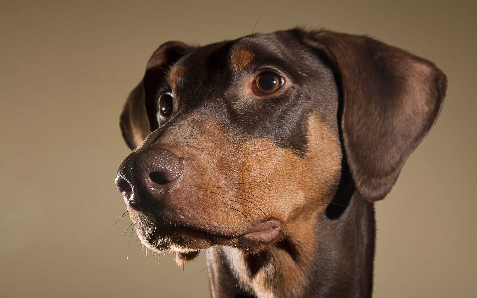 hund blick freund