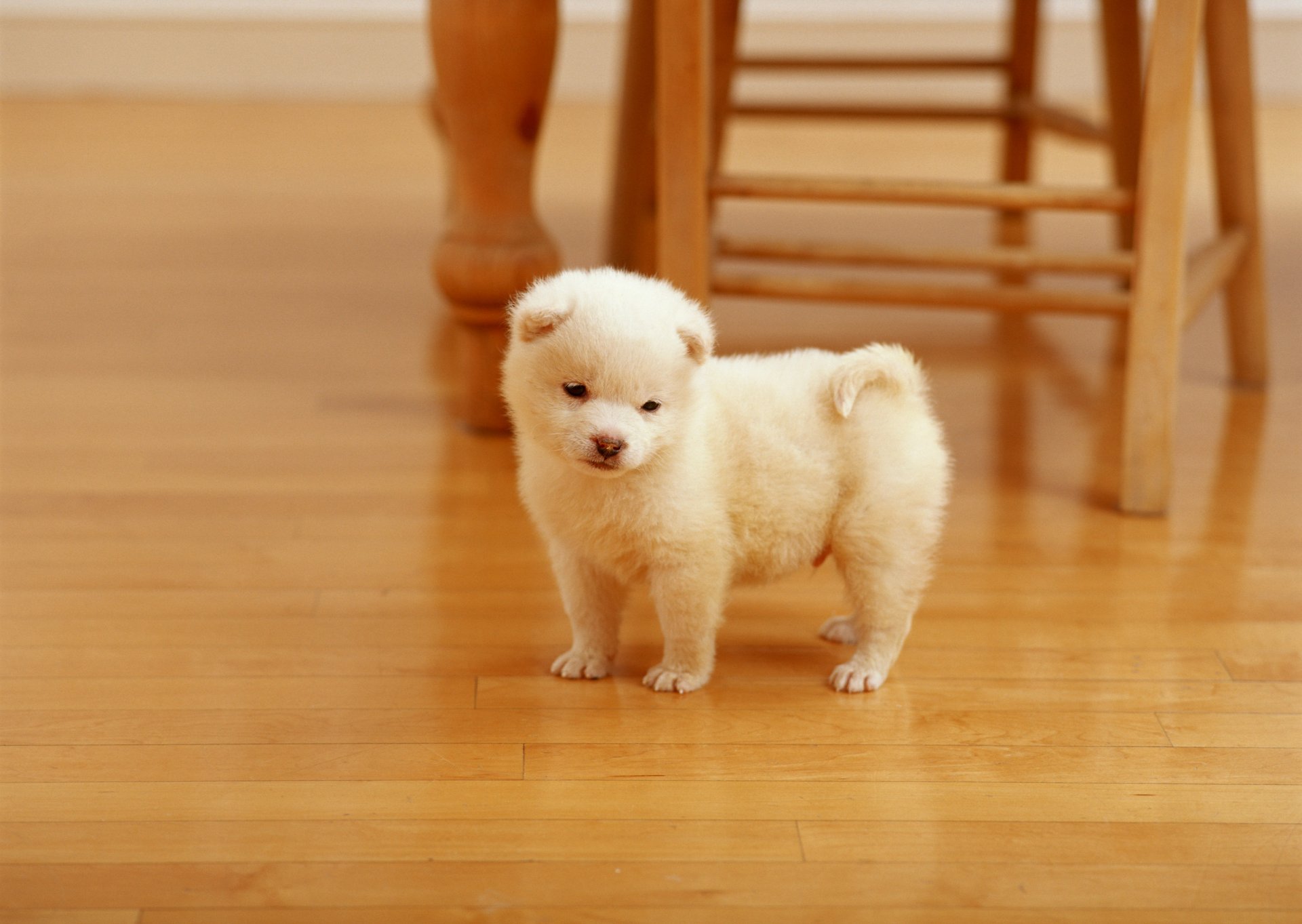 puppy watches at your reflection