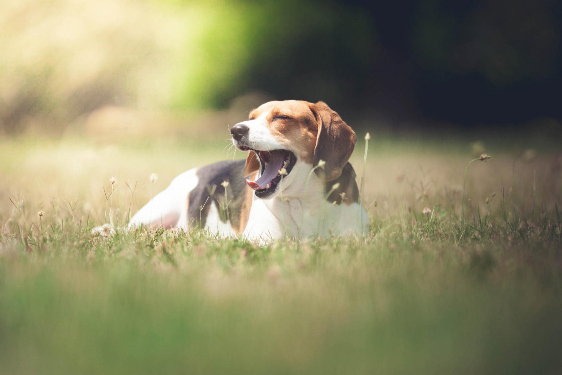 été champ soleil chien