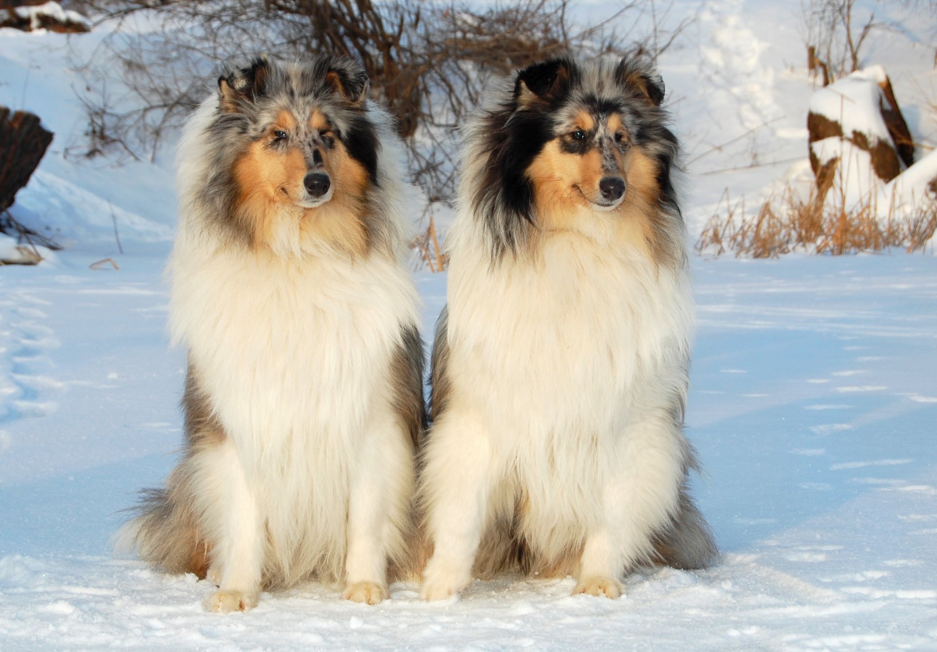 chien collie neige