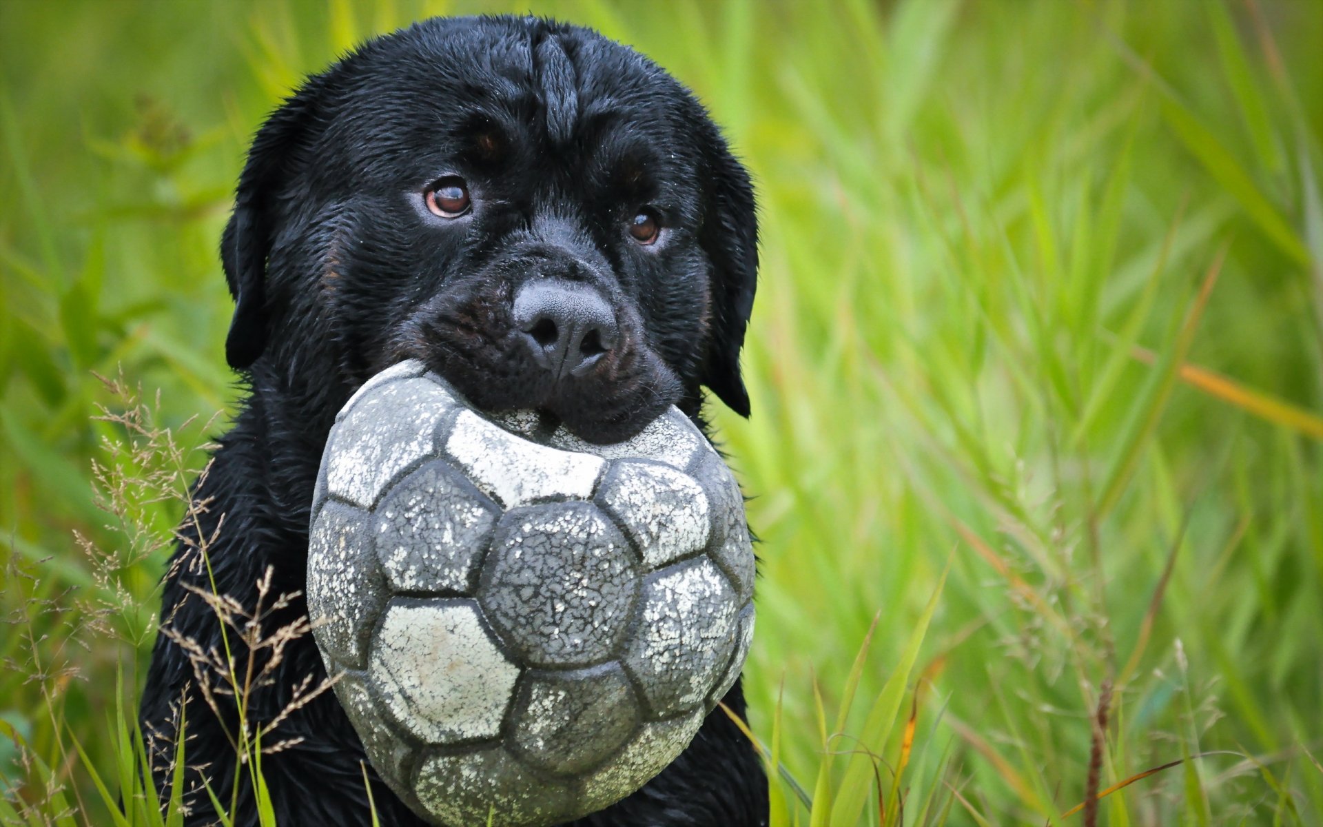 hund freund ball