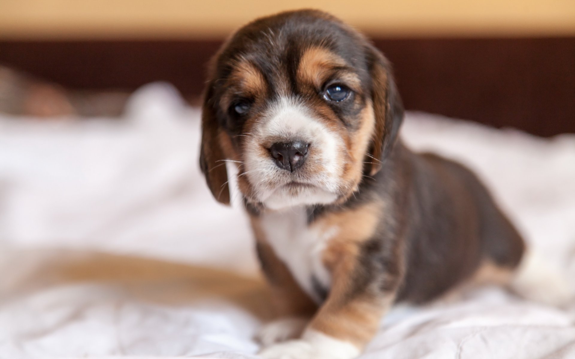 dog view other puppy beagle