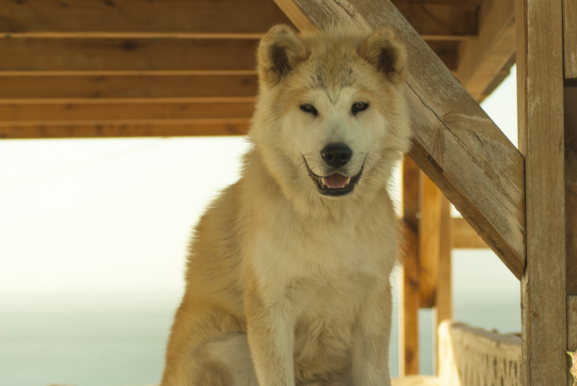 pies uśmiech santorini przyjaciel samoyed