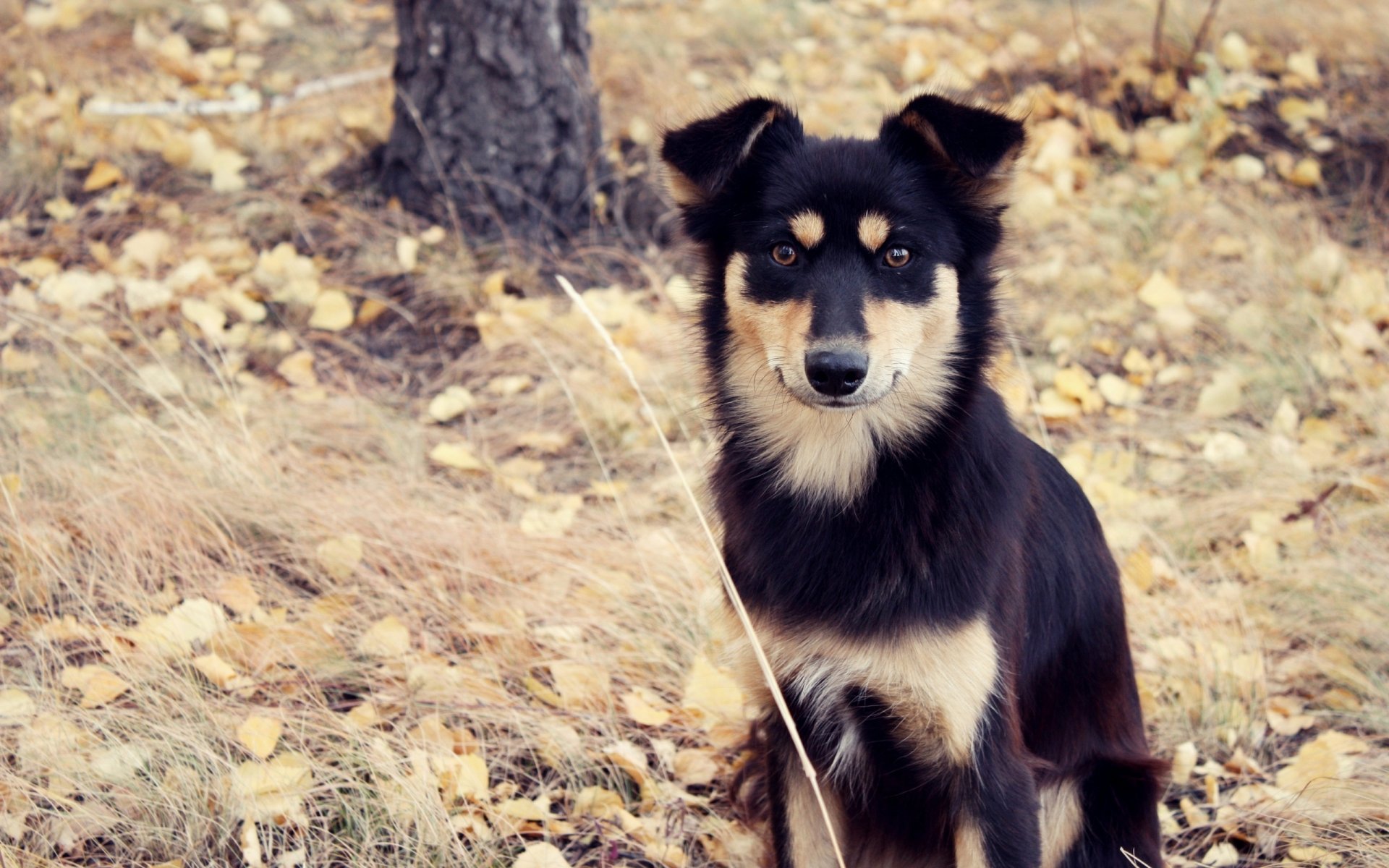 perro perro perrito mestizo mirada otoño hojas árbol hierba