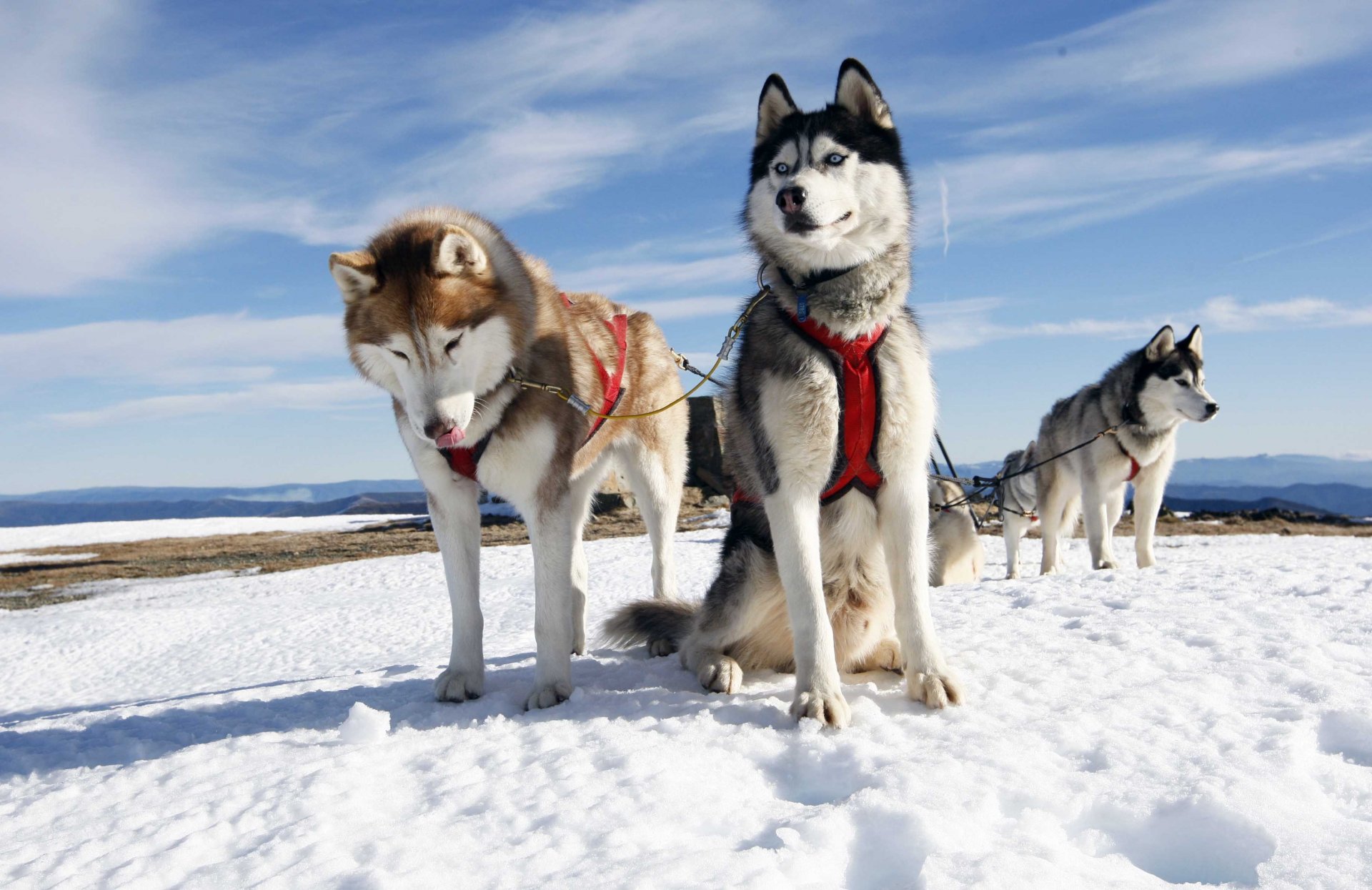 hunde geschirr schnee himmel