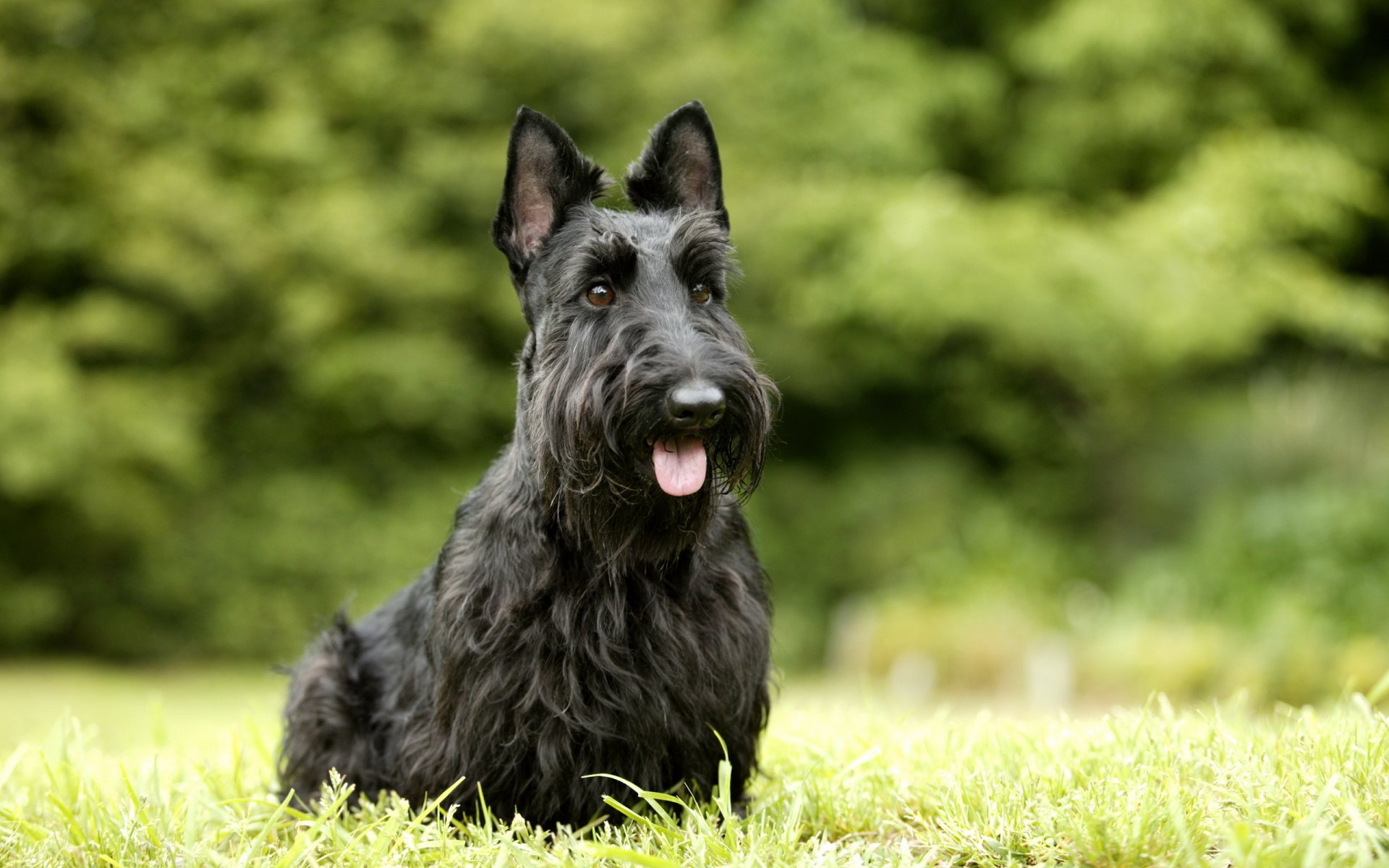 hund freund sommer