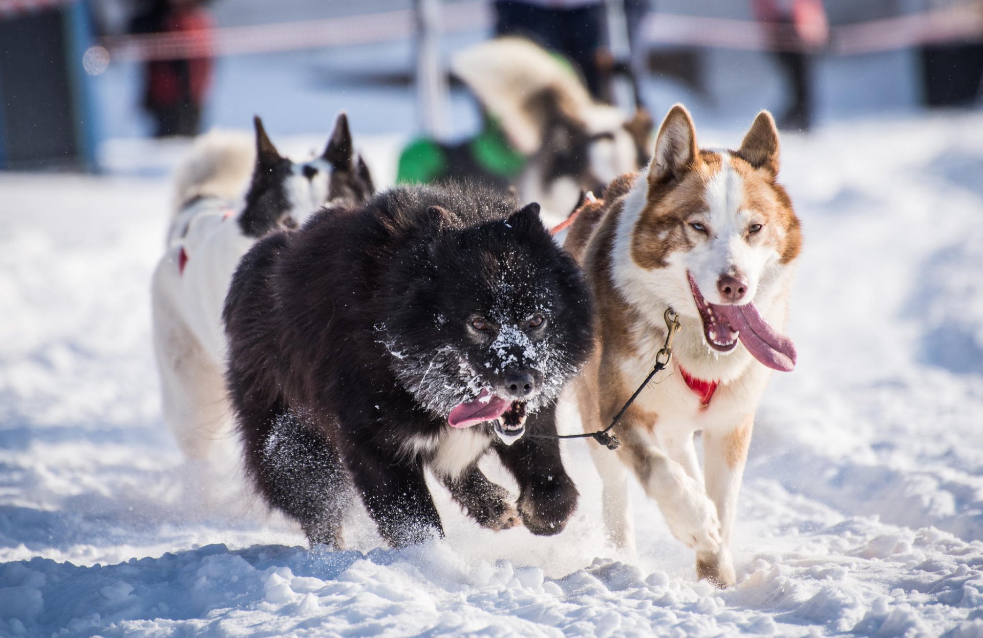 husky dogs winter snow team