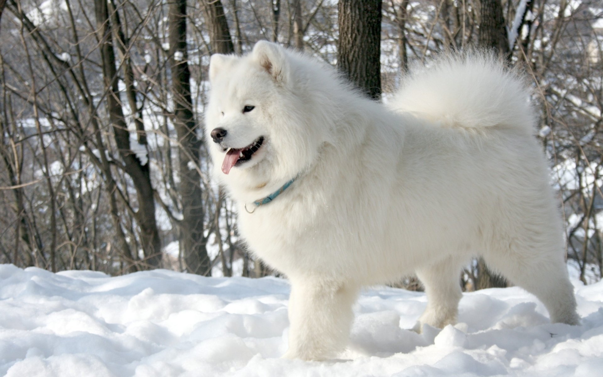 amoyed dog samoyed dog english white snow tree background