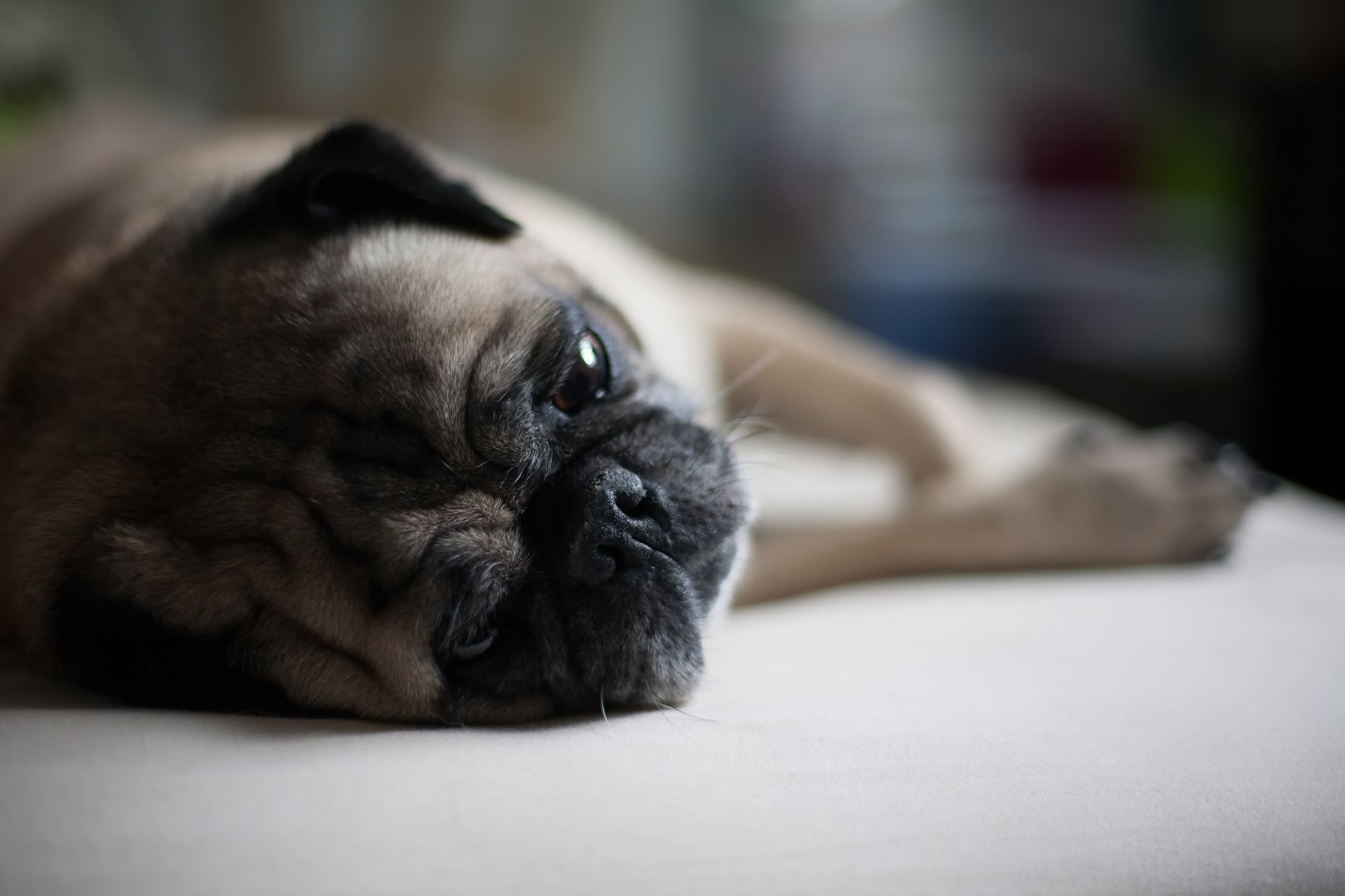 mops hund schnauze liegt