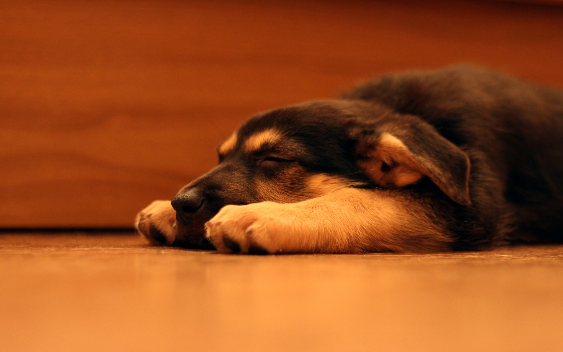 dog shepherd puppy