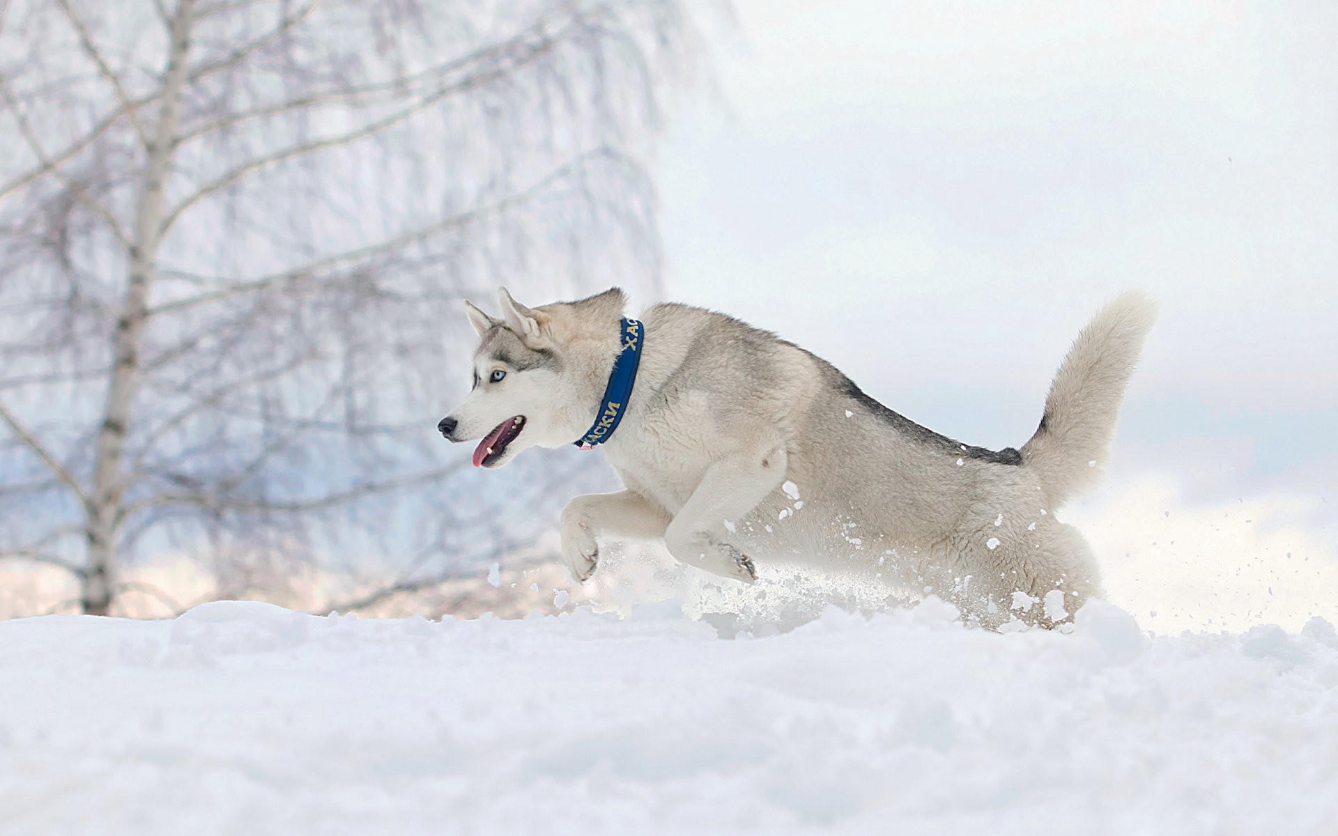 perro correr nieve