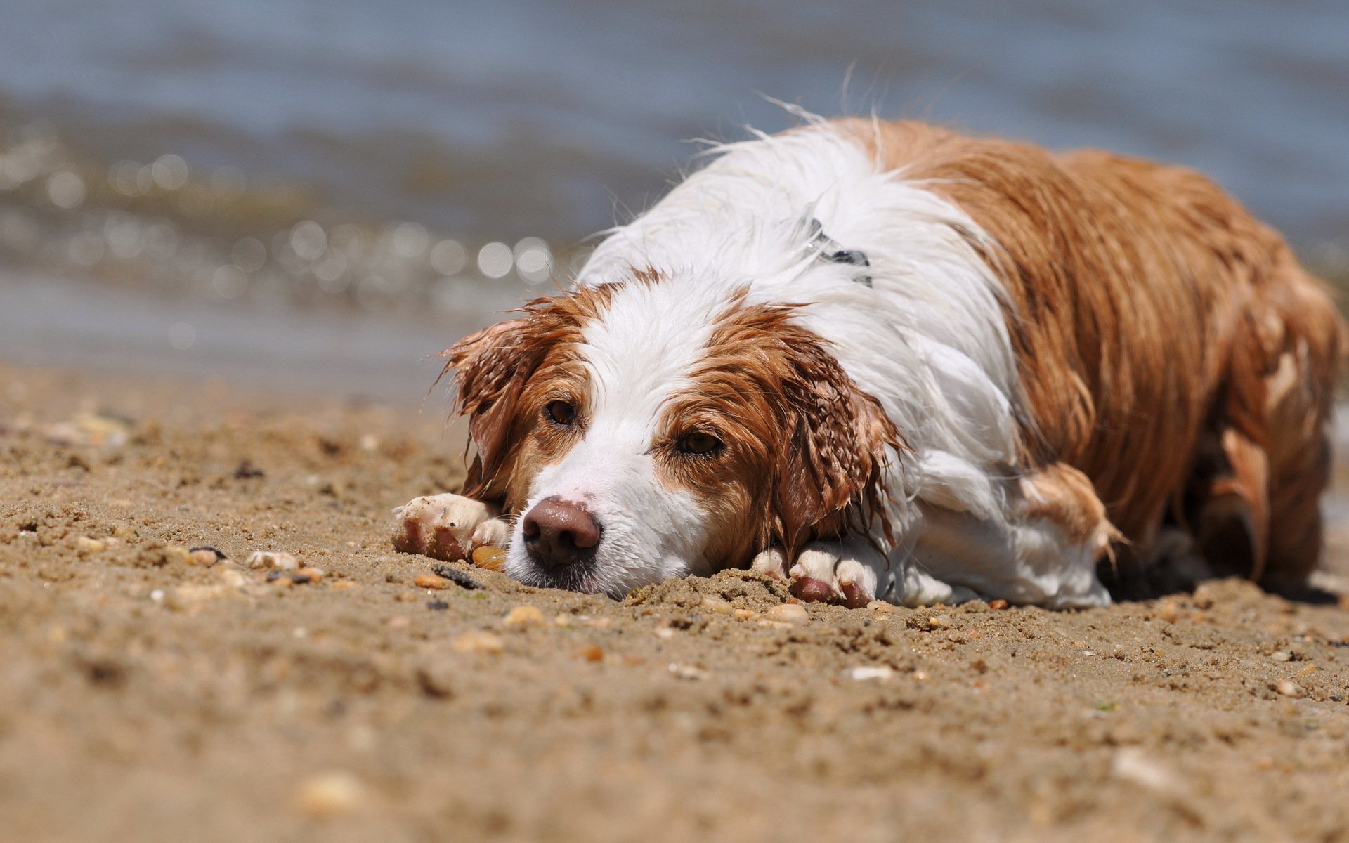 dog wet summer