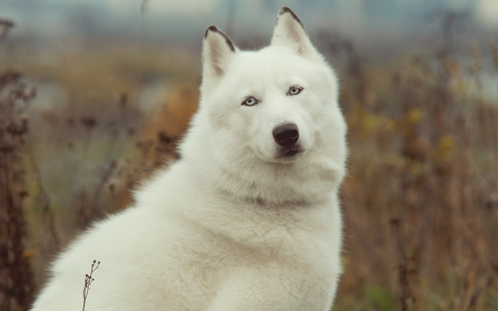 chien husky beauté