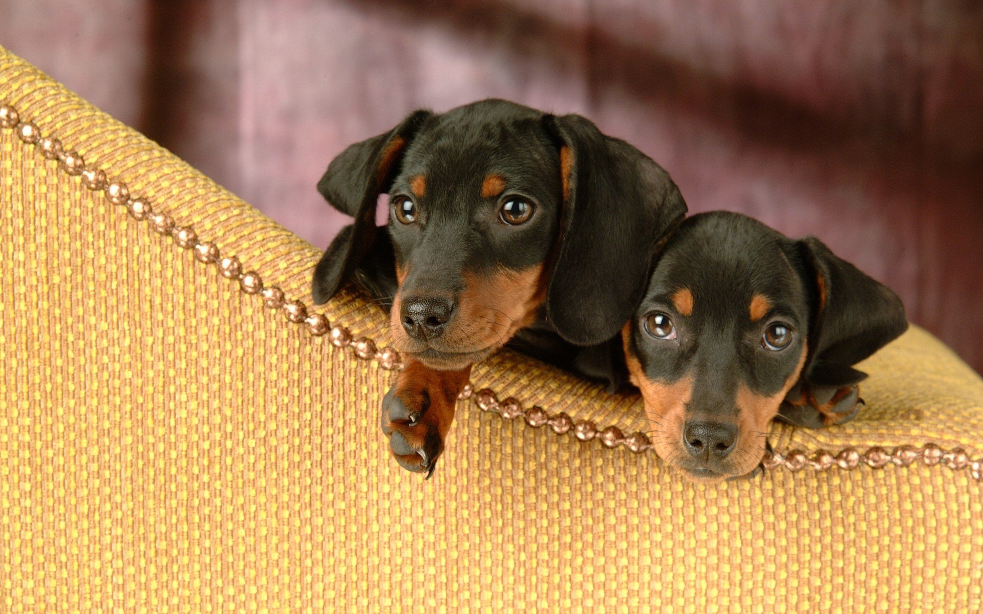 teckel chiots deux intérêt