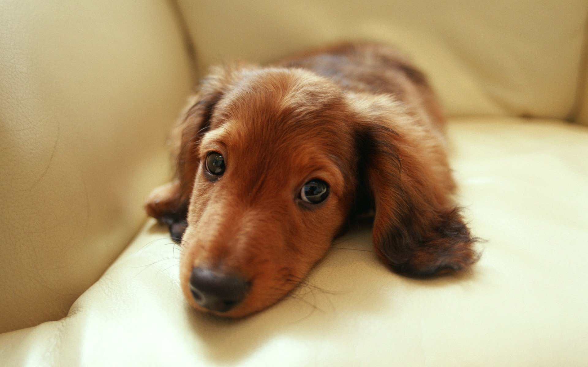 dachshund eyes gaze sofa