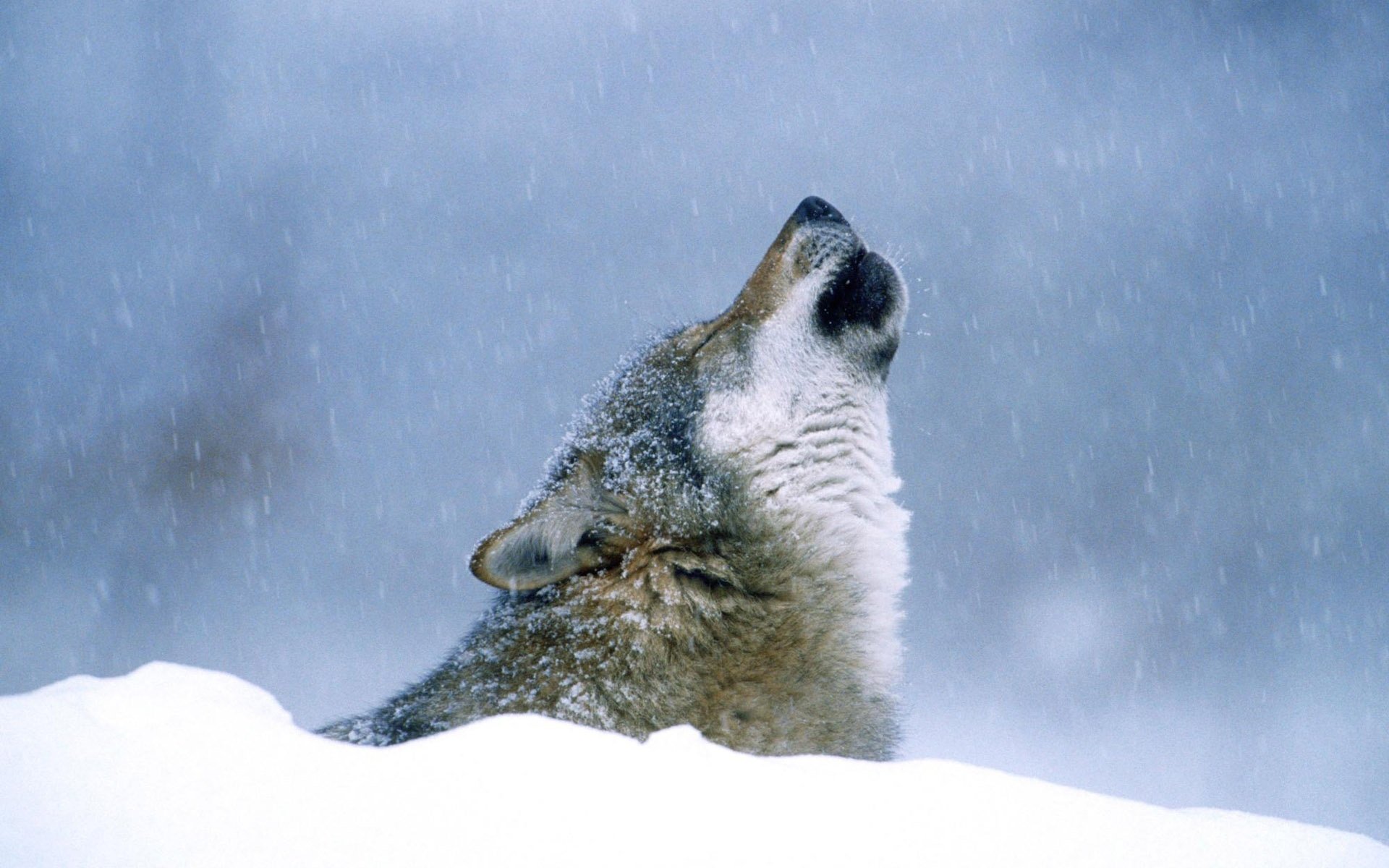 wolf howling snow winter