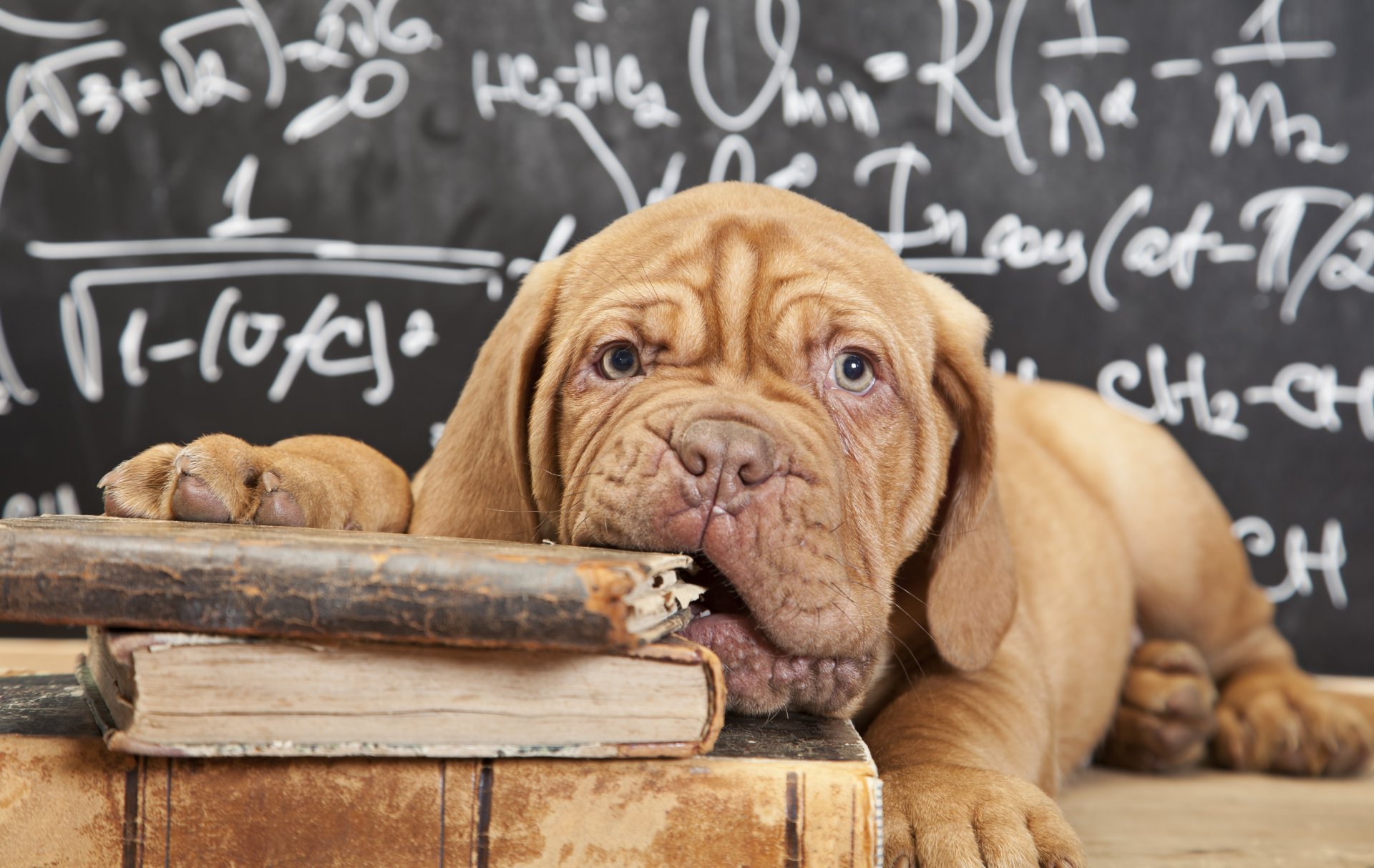 perro cachorro gran danés de burdeos libros tablero fórmulas hocico mirada