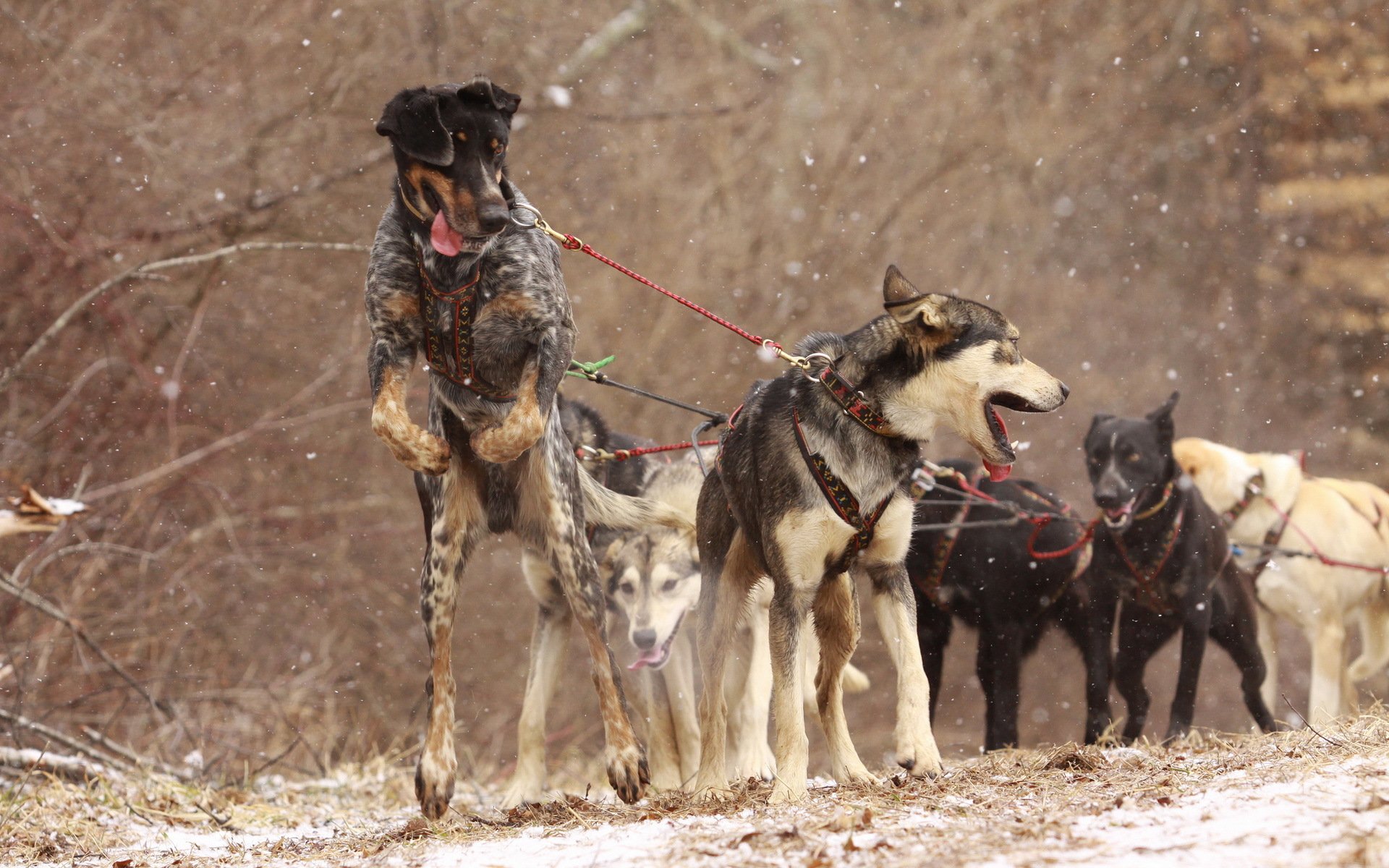 cani imbracatura lavoro