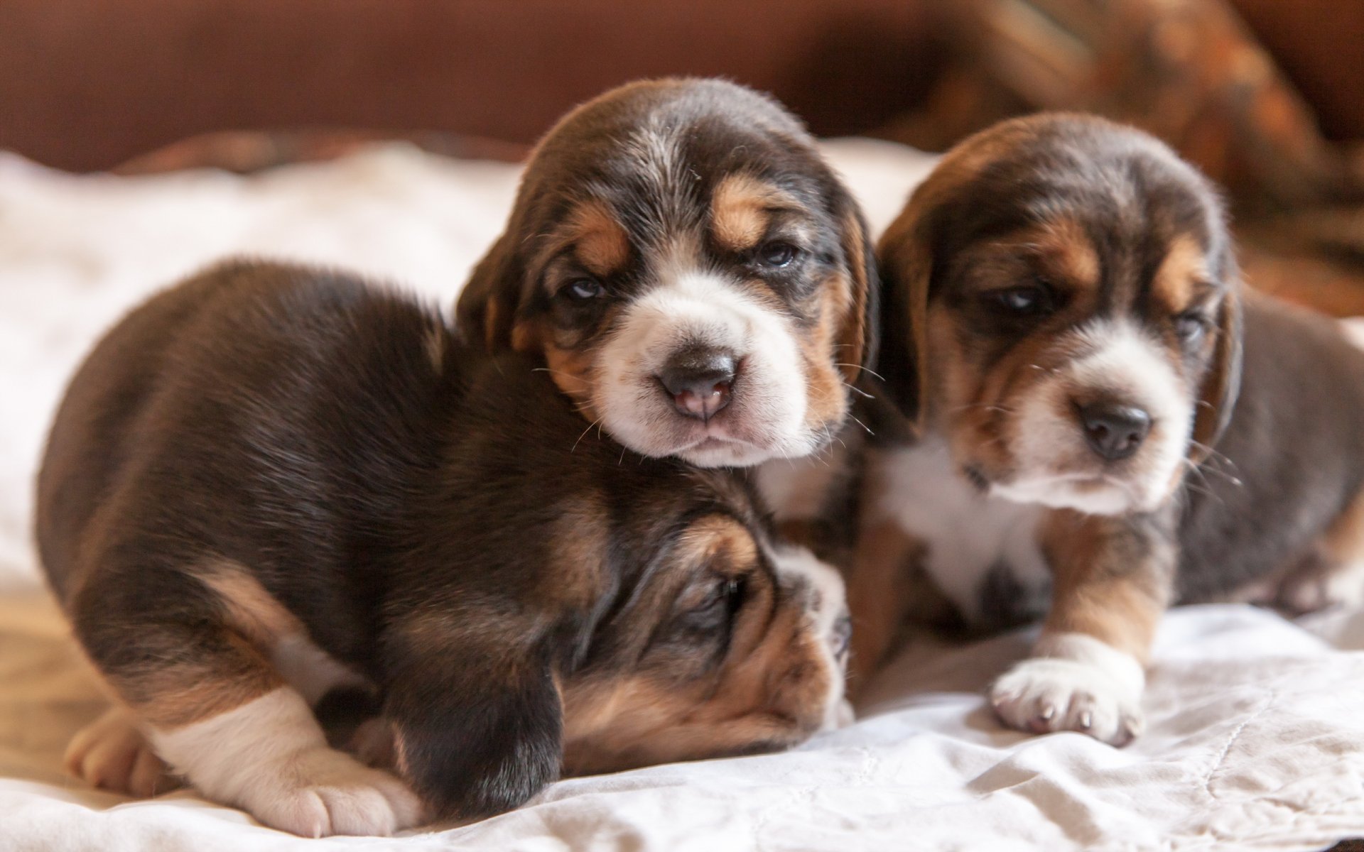 perros cachorros hogar comodidad beagle