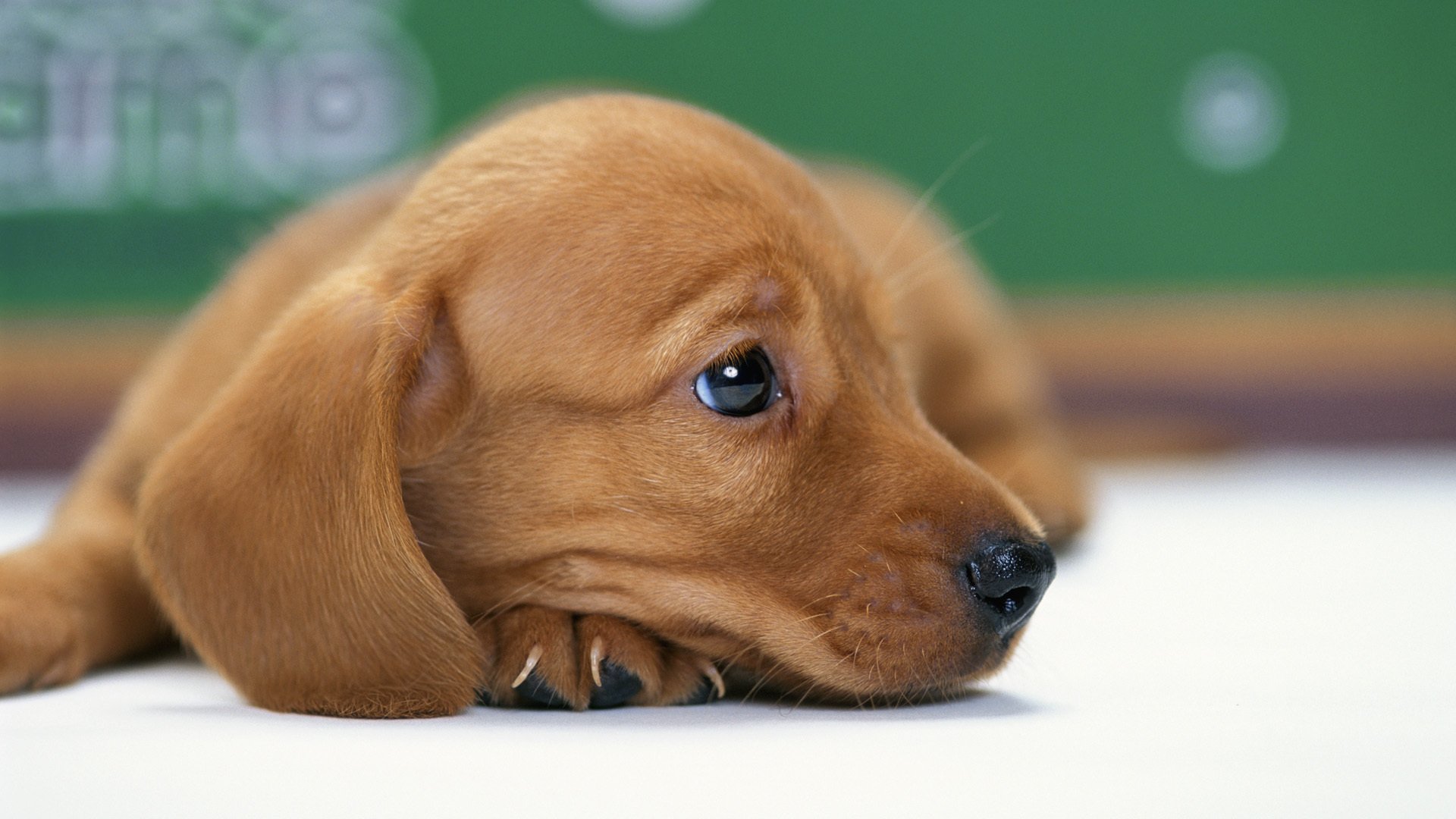 perro cachorro dachshund perrito