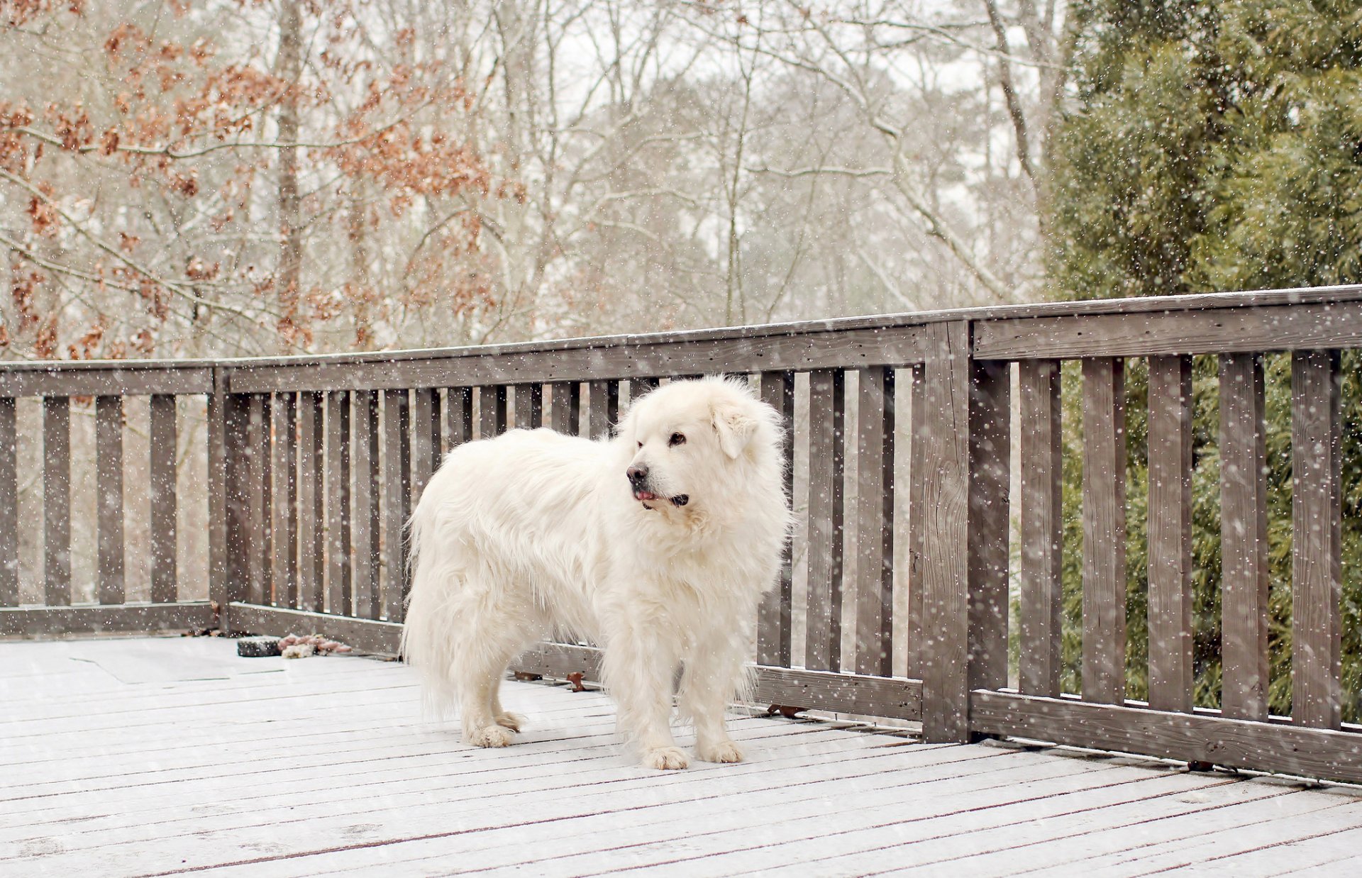 chien blanc neige hiver clôture clôture arbres cour