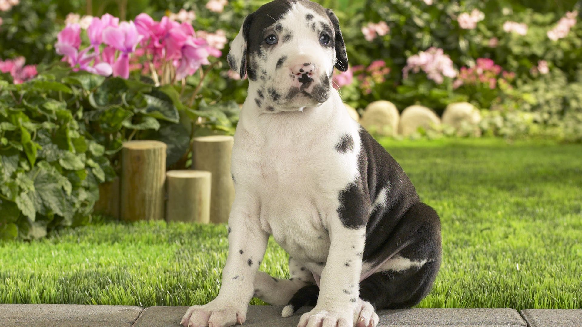 cane cucciolo bambino