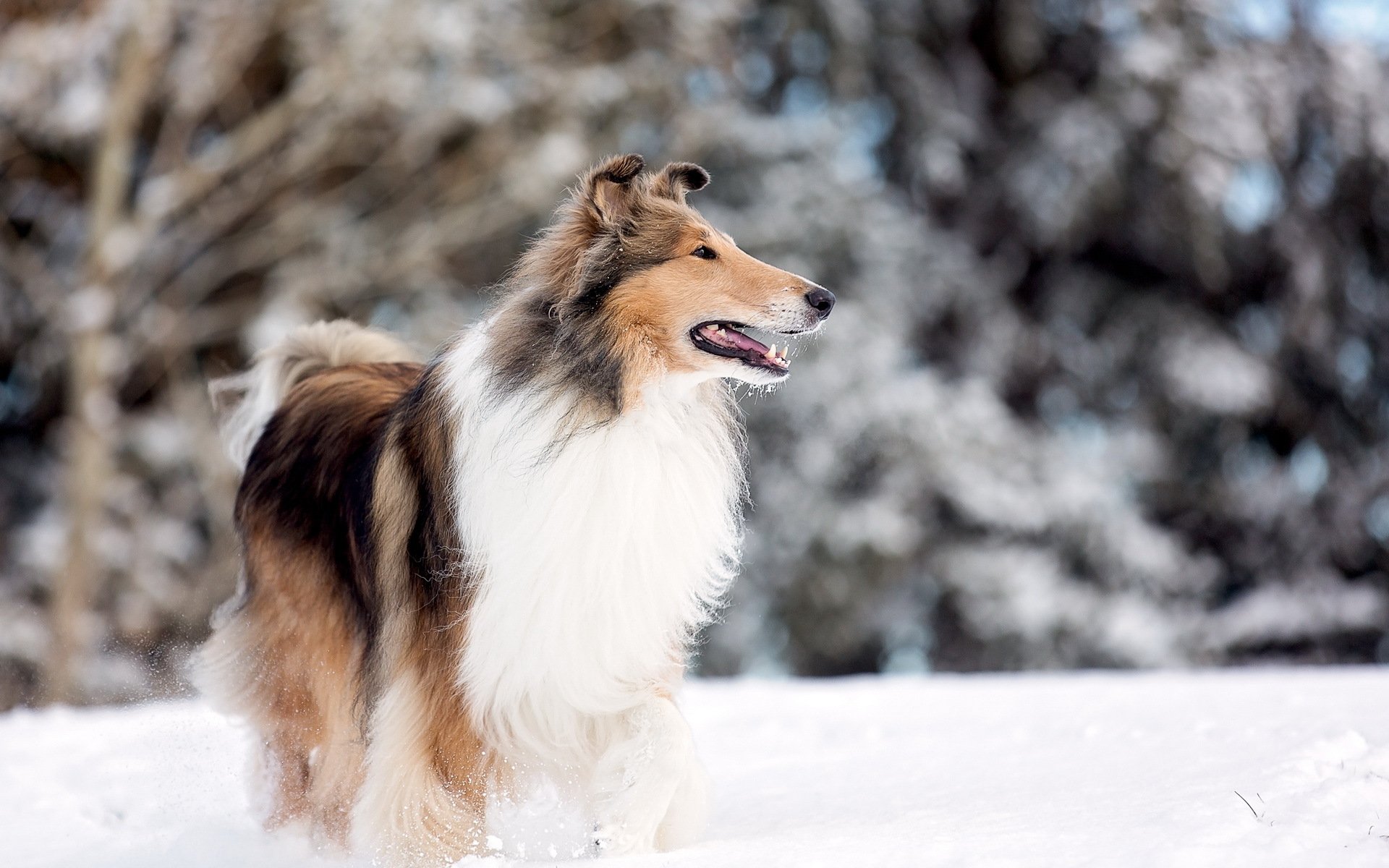 perro parque lago collie nieve