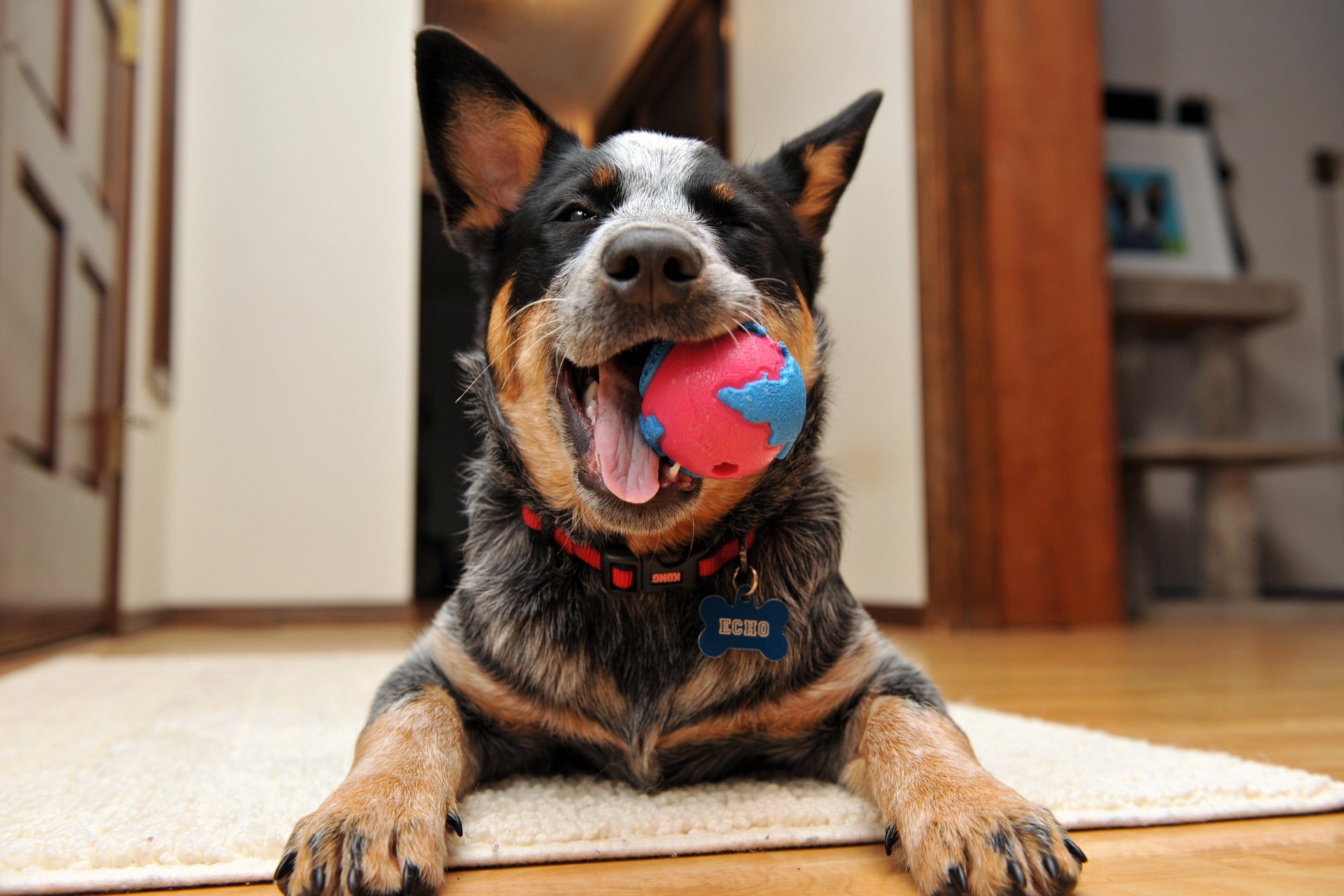 australischer schäferhund glücklich welpe