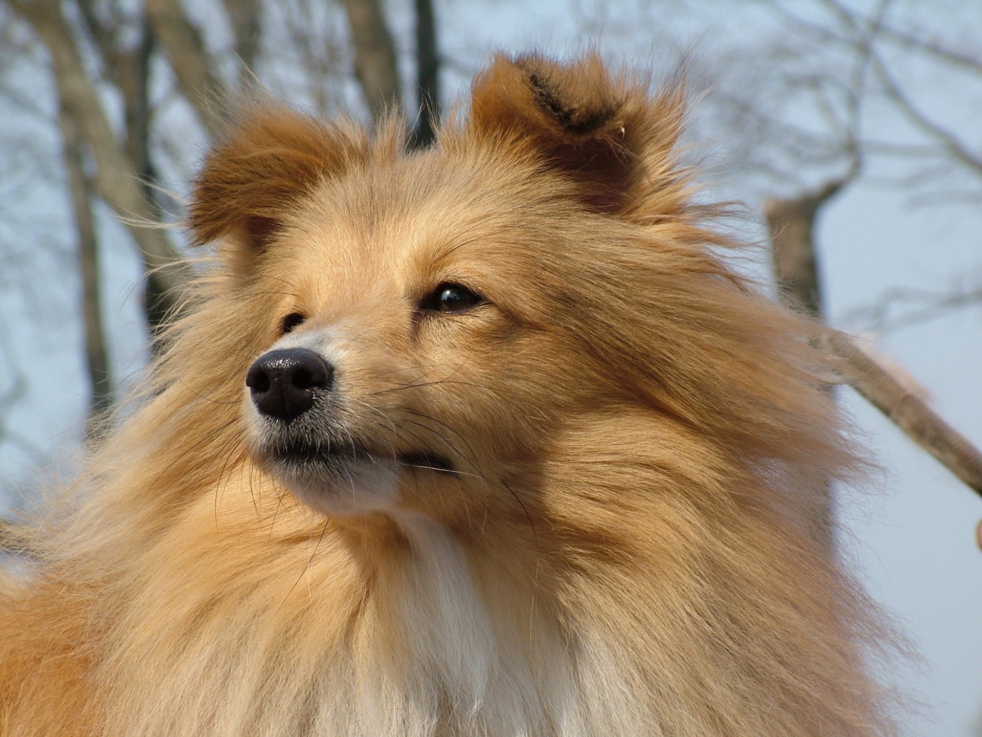 sheltie szkocki owczarek kaganiec