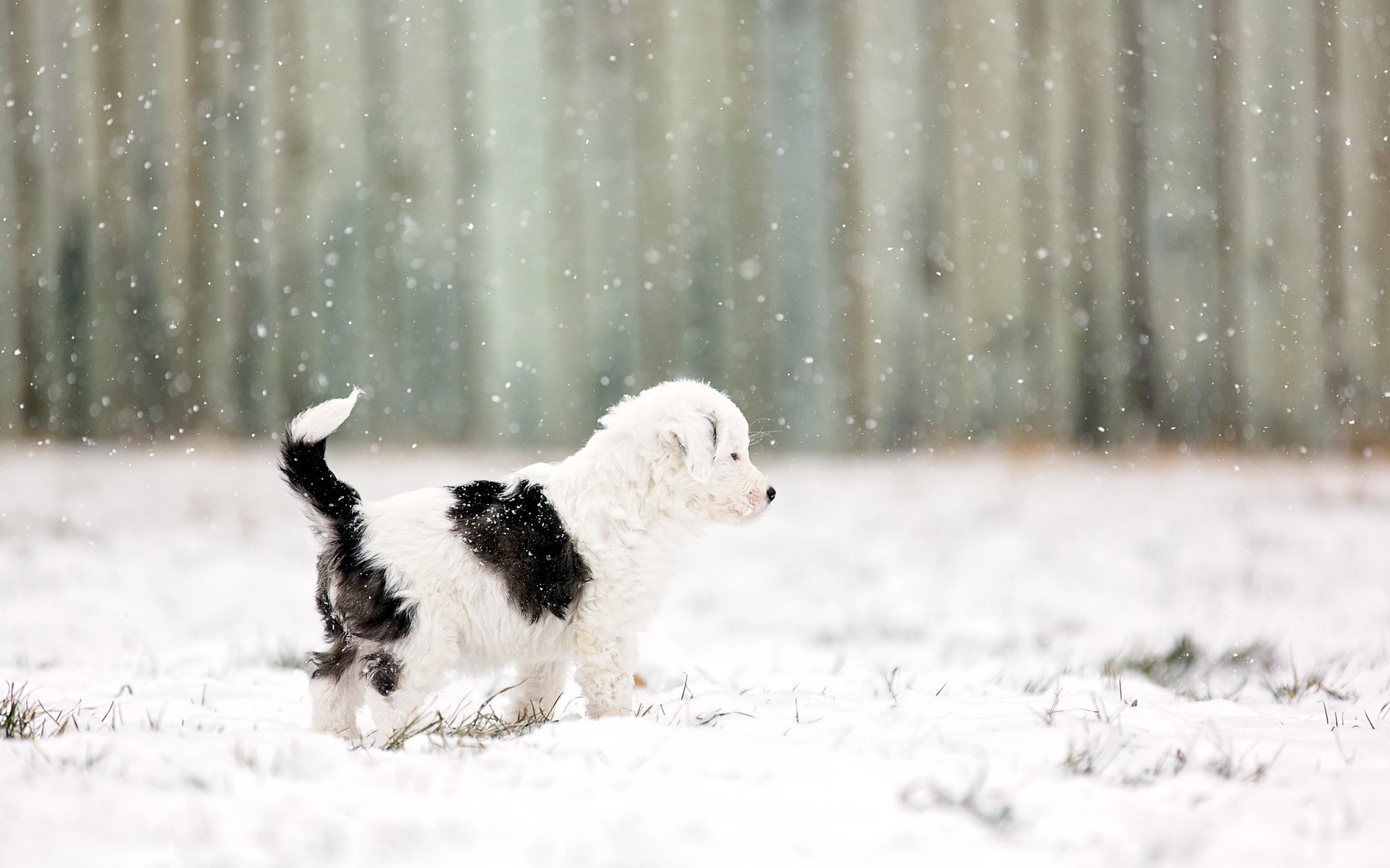 dog puppy background