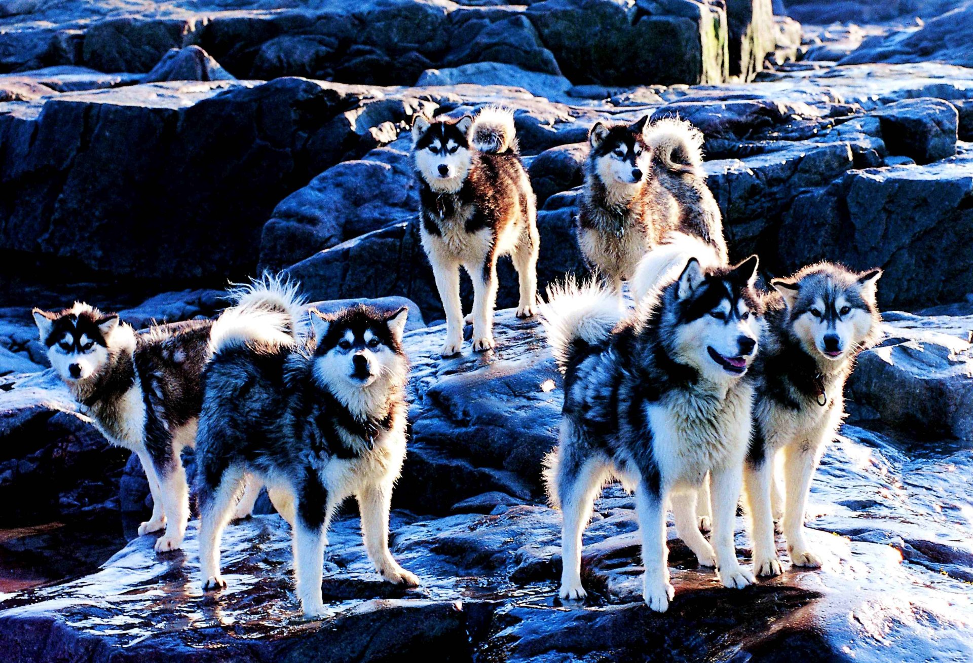 husky perros raza