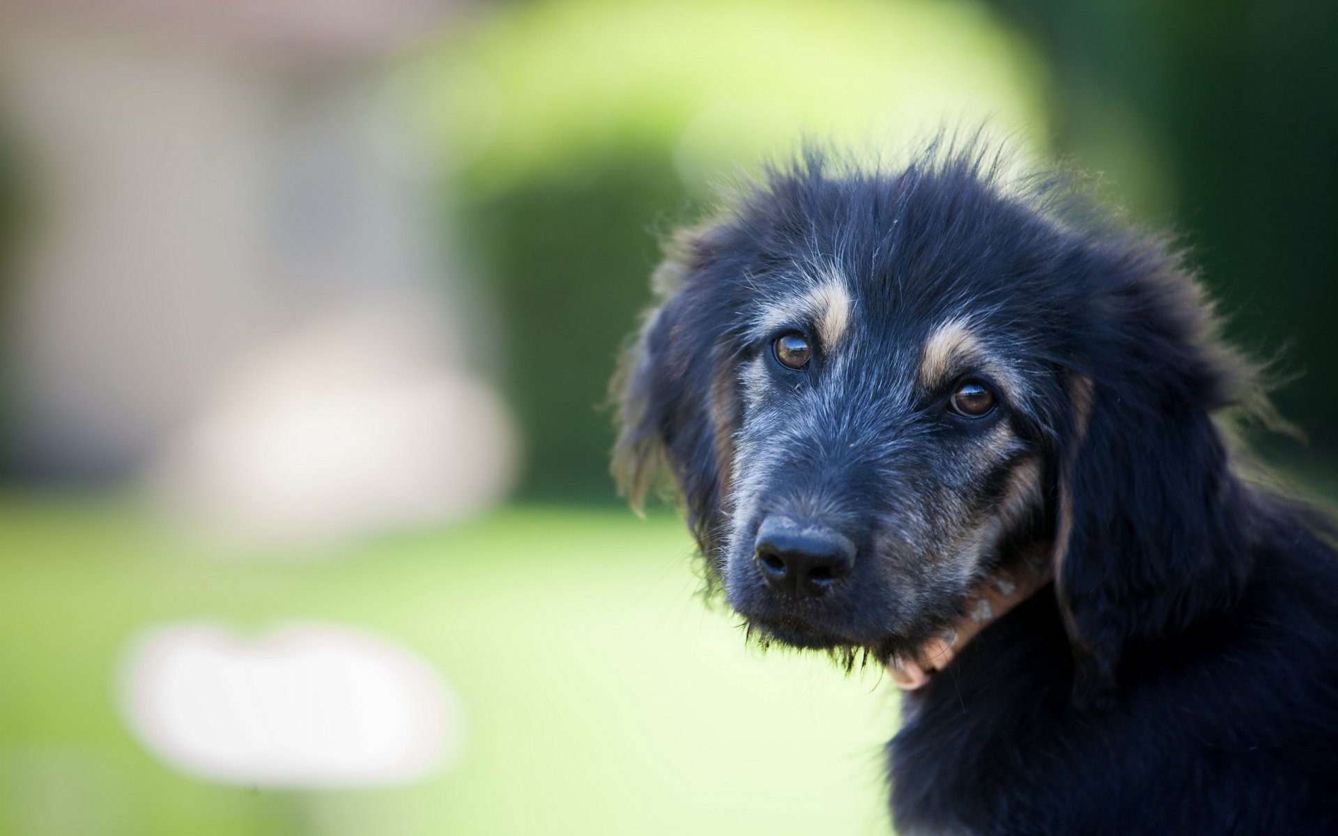 hund blick freund