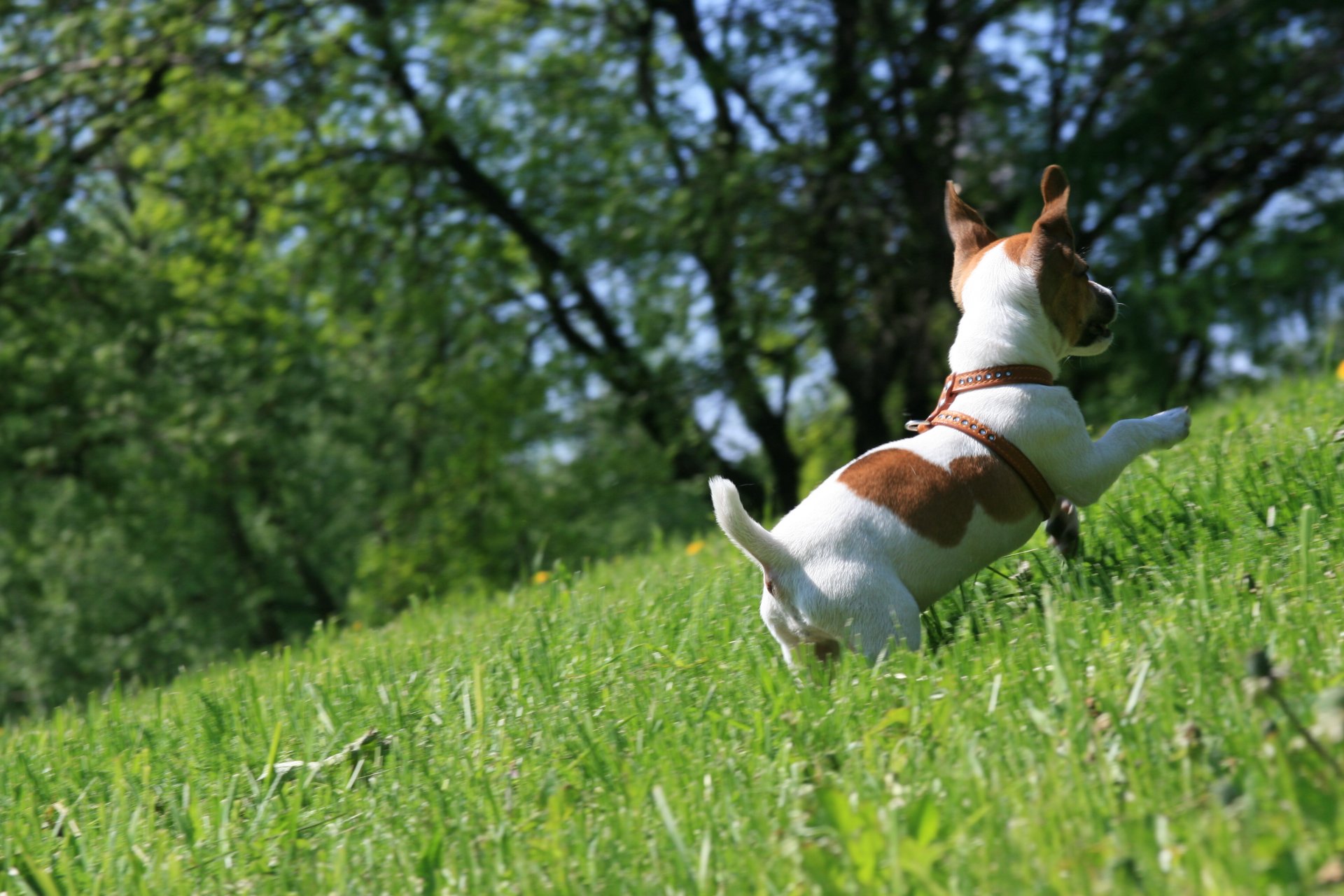 pies jack russell terrier raduje się biegnie trawa spacer nastrój