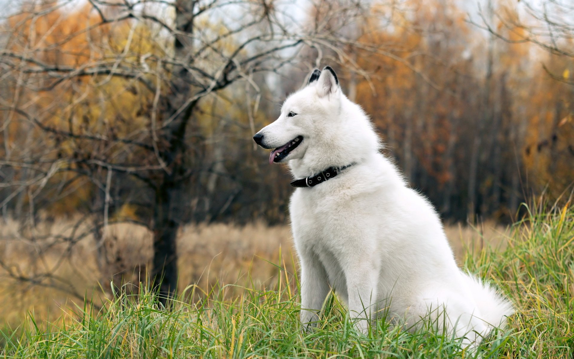 perro amigo husky