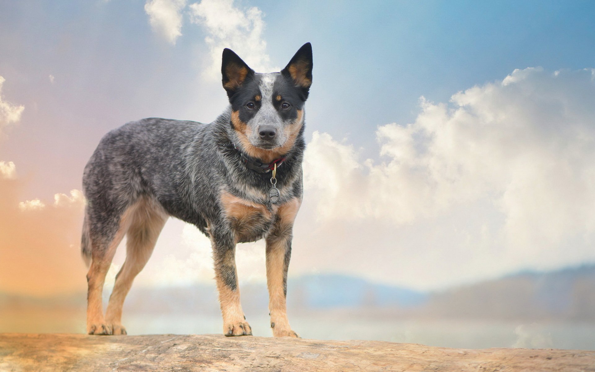 cane sguardo amico cani da pastore australiani