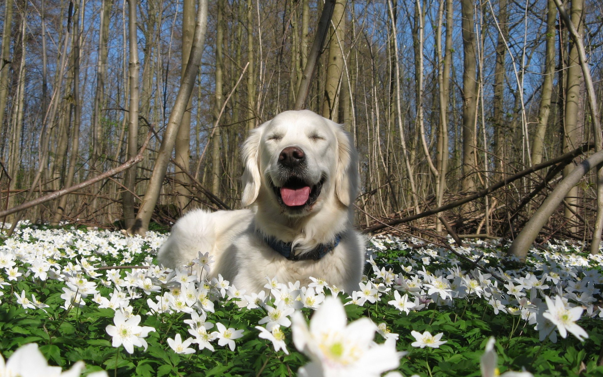 chien printemps nature fleurs