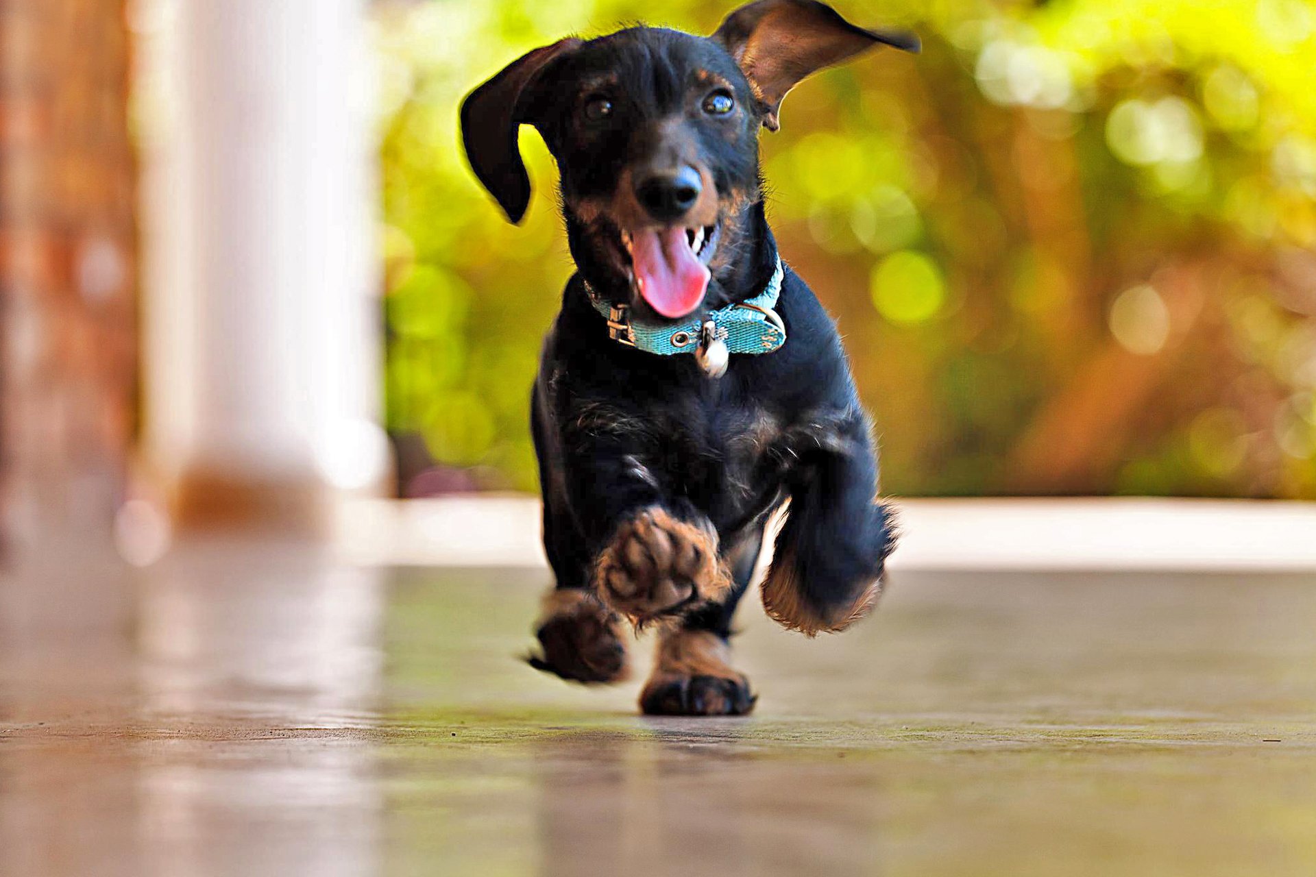 dachshund correr alegría reflejos bokeh